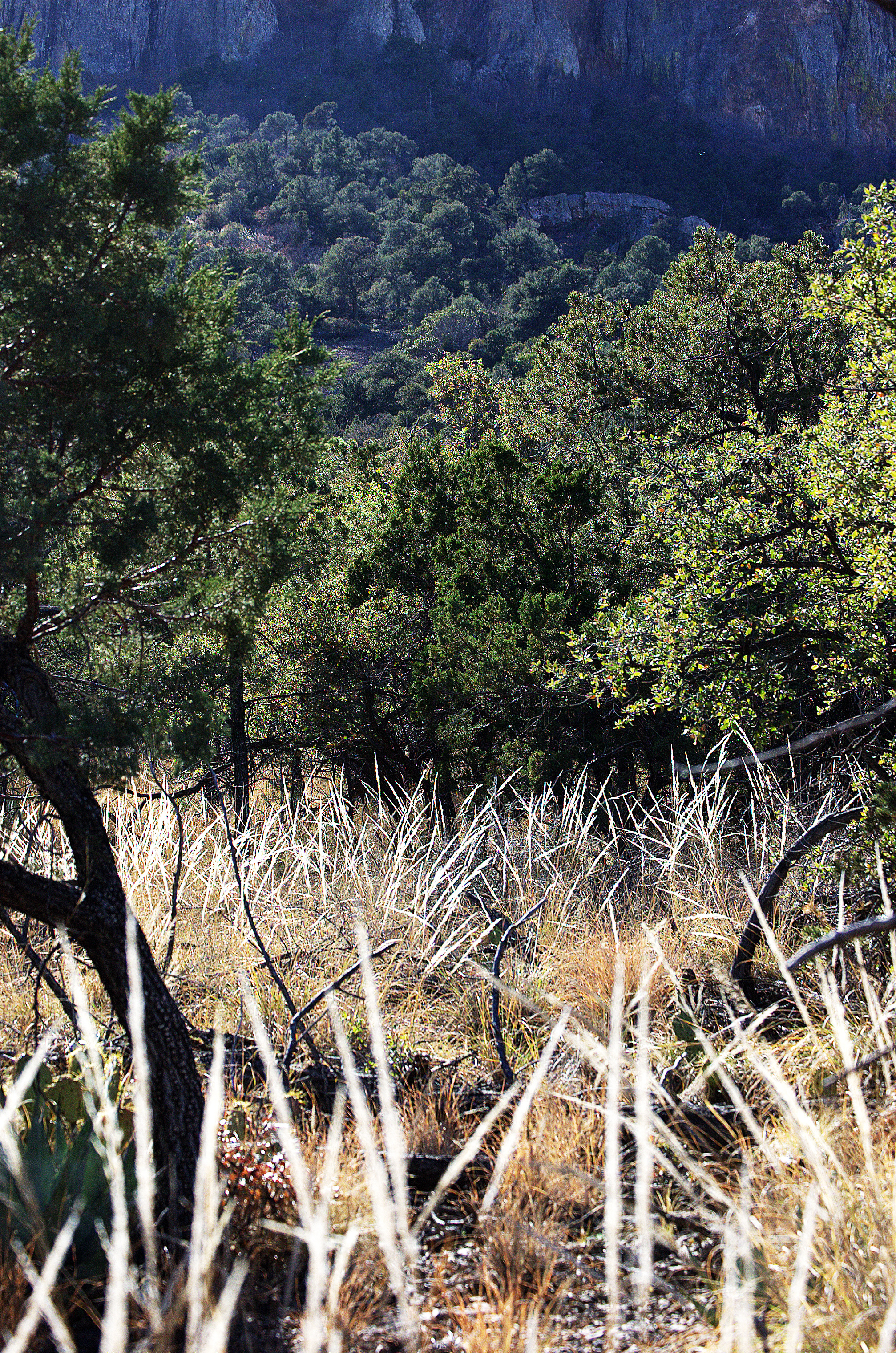 Muhlenbergia sp.