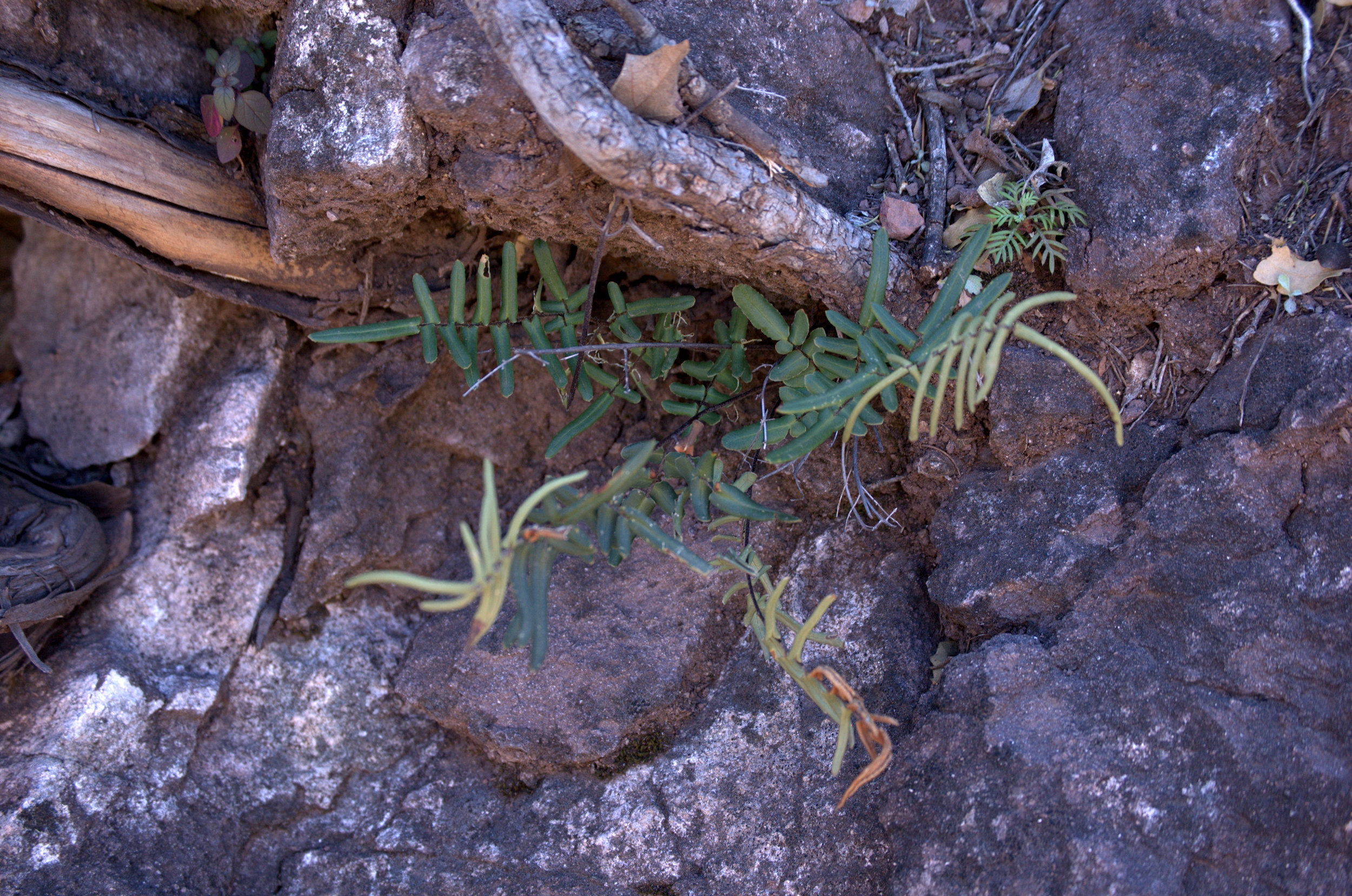 Pellaea atropurpurea, Purple Cliffbrake