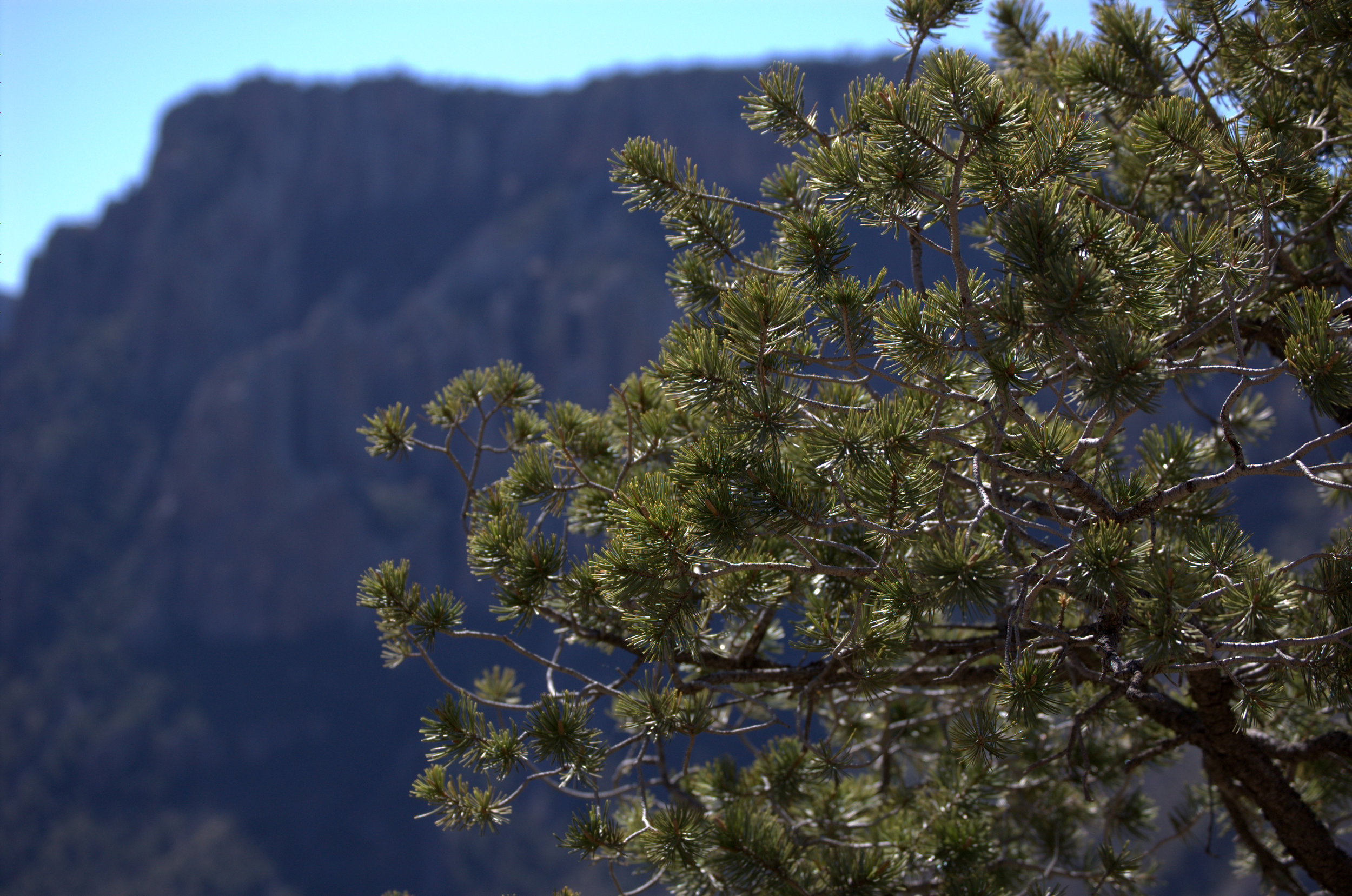 Pinus cembroides, Mexican Pinyon Pine