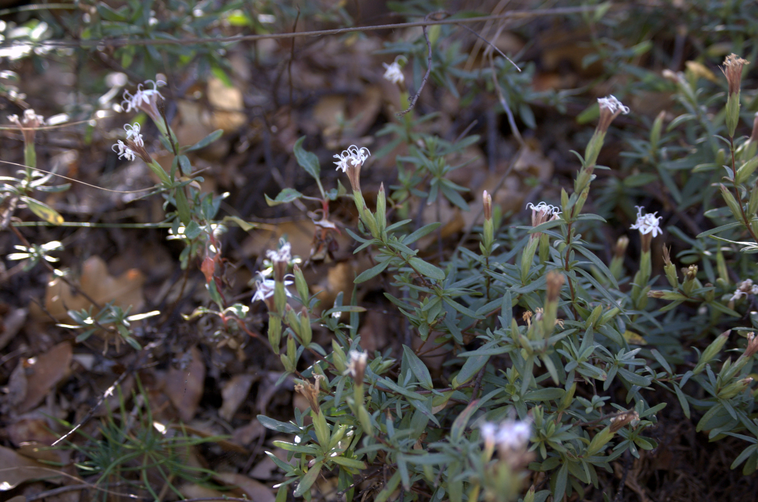 Stevia viscida, Viscid Stevia