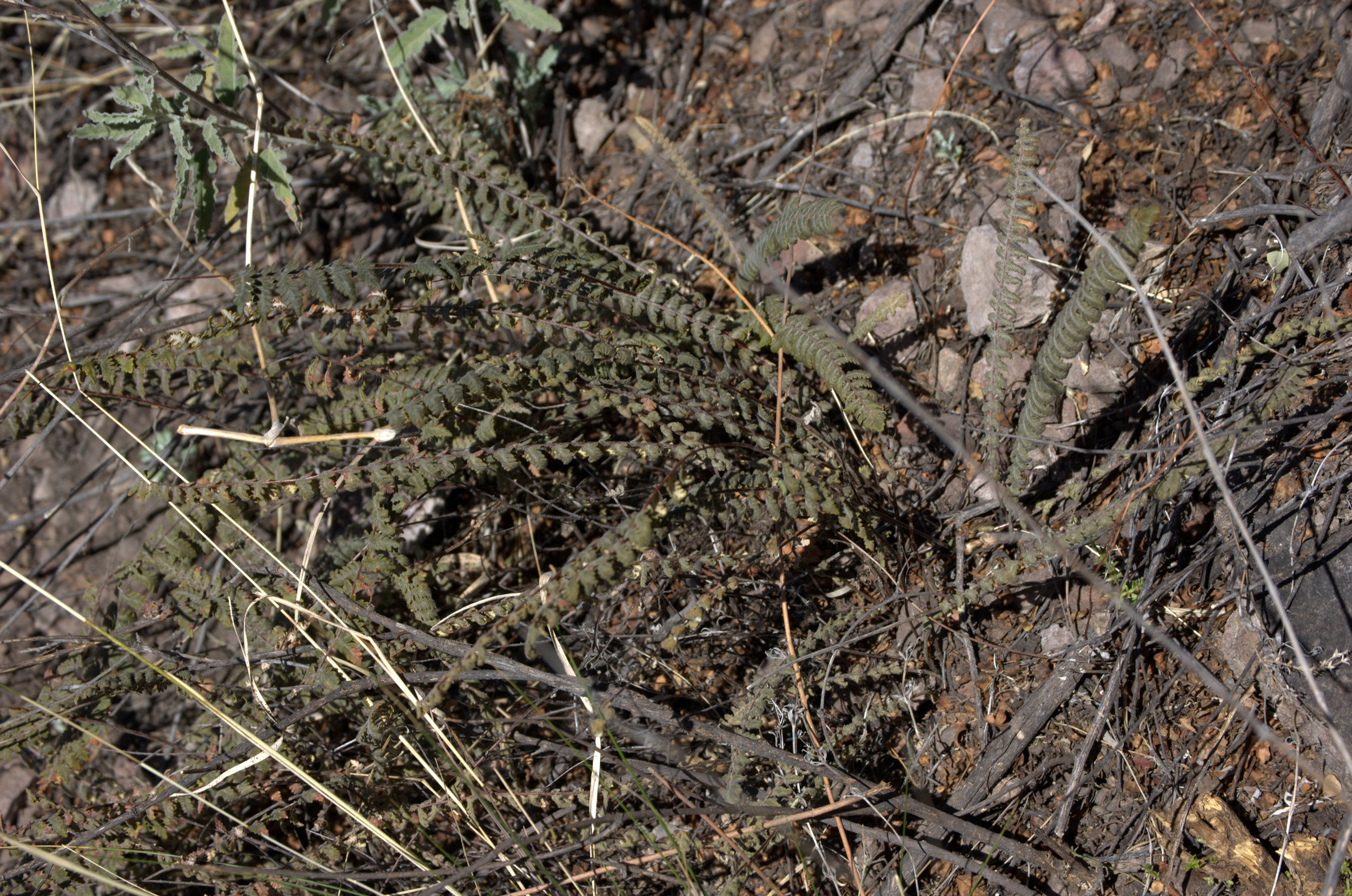 Astrolepis cochisensis, Cochise Scaly Cloakfern