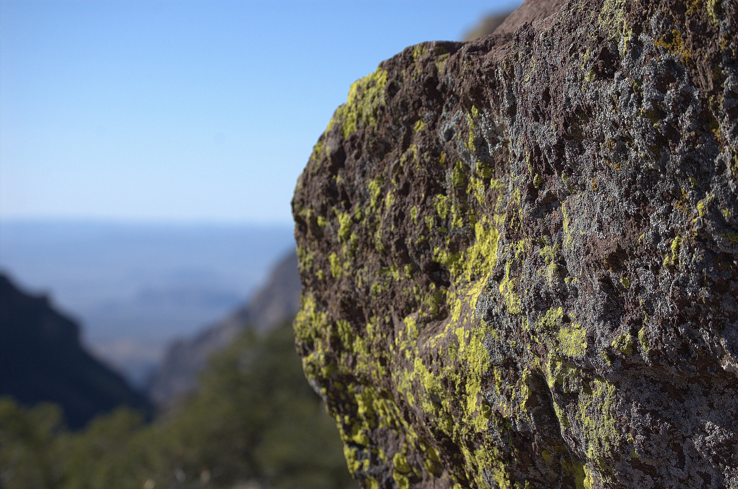 Lichen