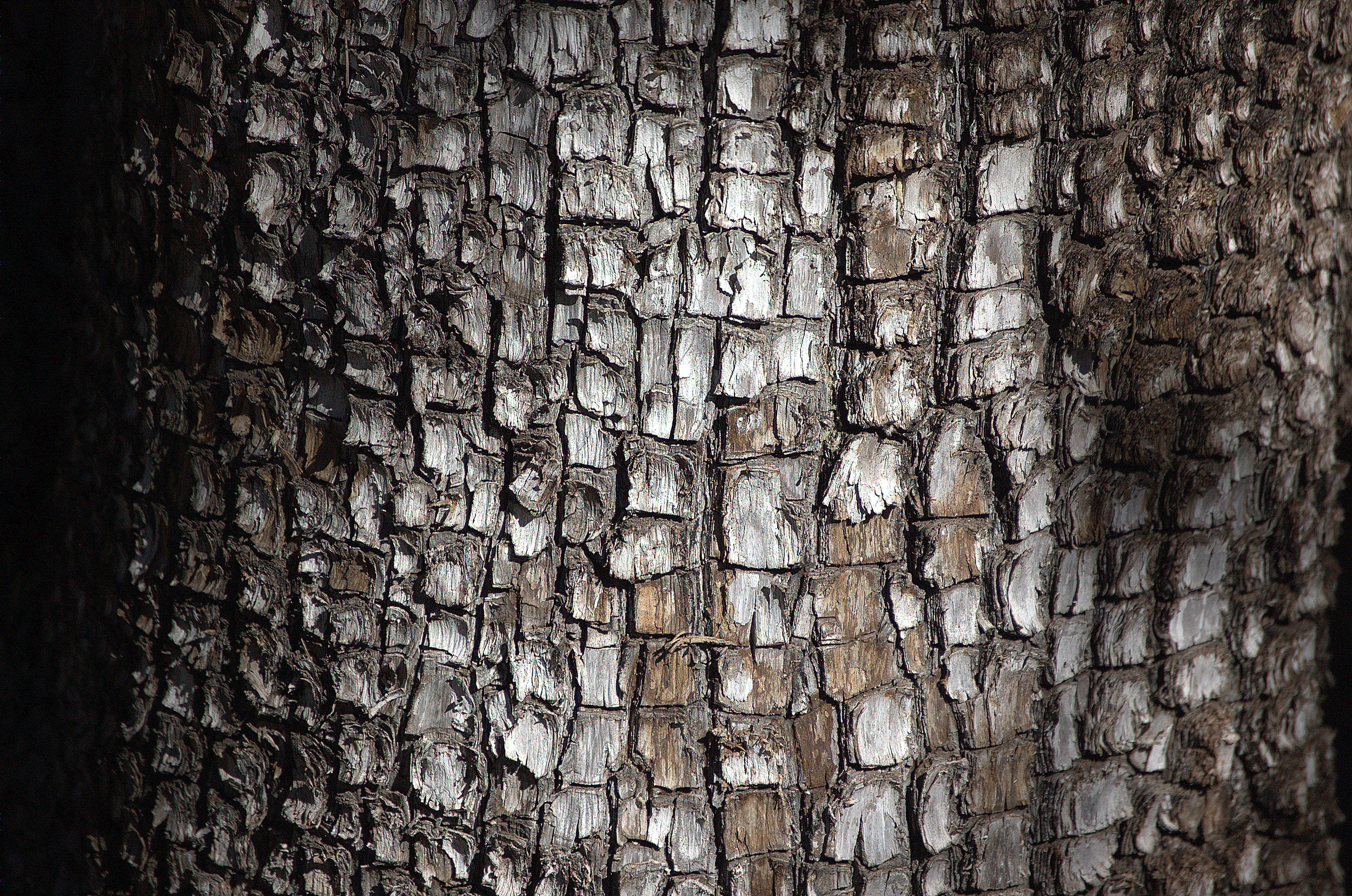 Juniperus deppeana, Alligator Juniper