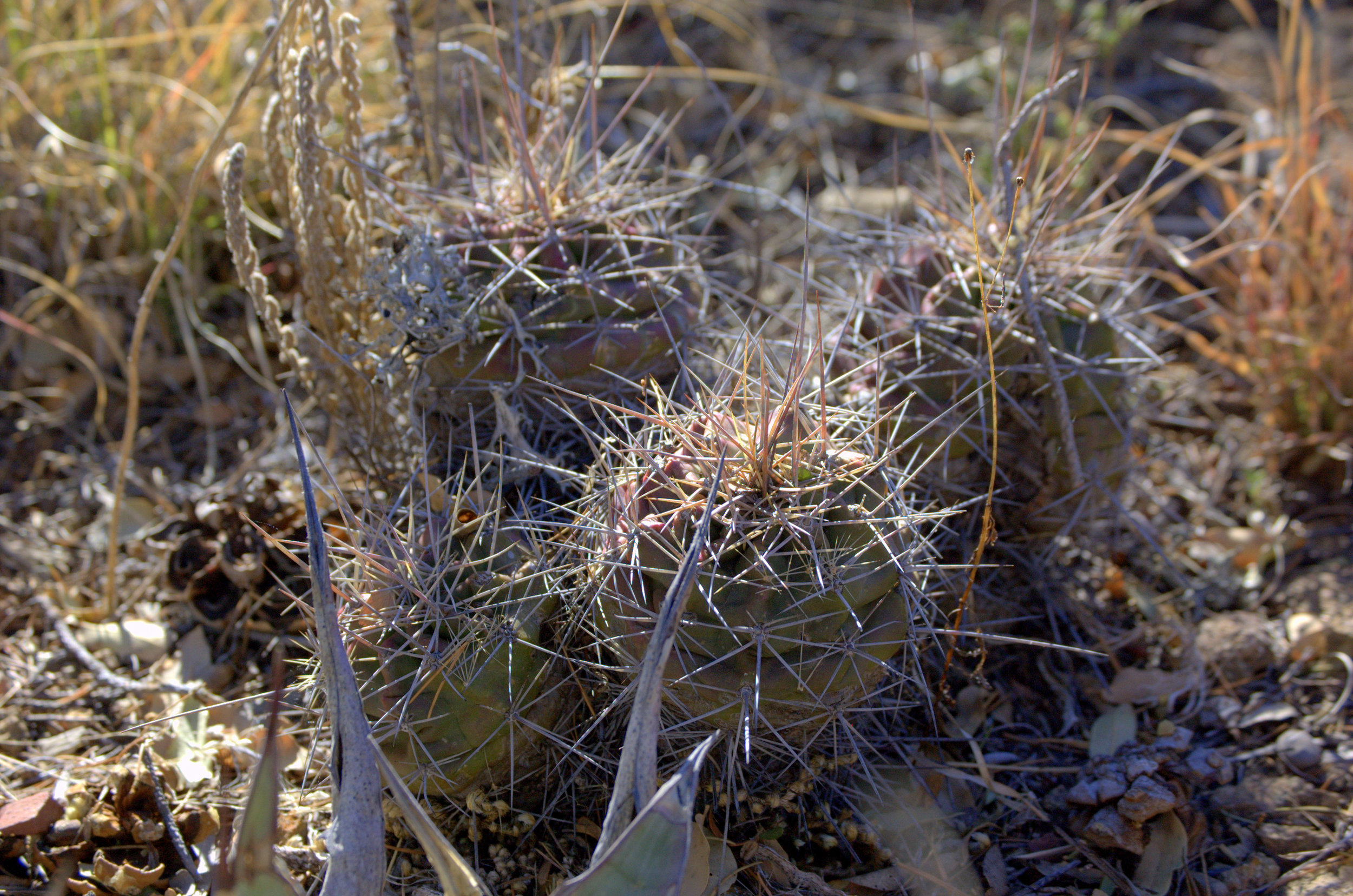 Echinocereus sp.