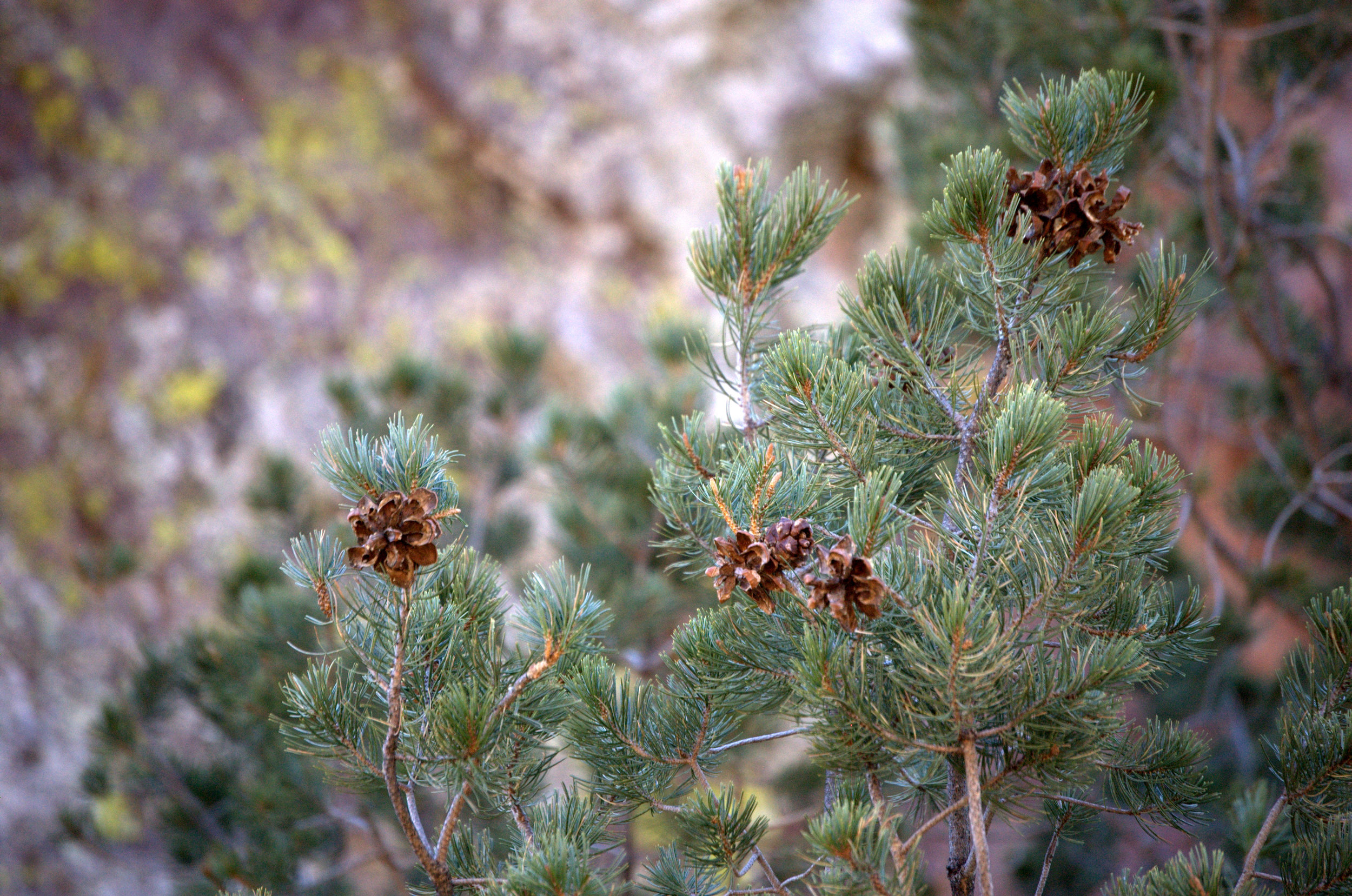 Pinus cembroides, Mexican Pinyon Pine