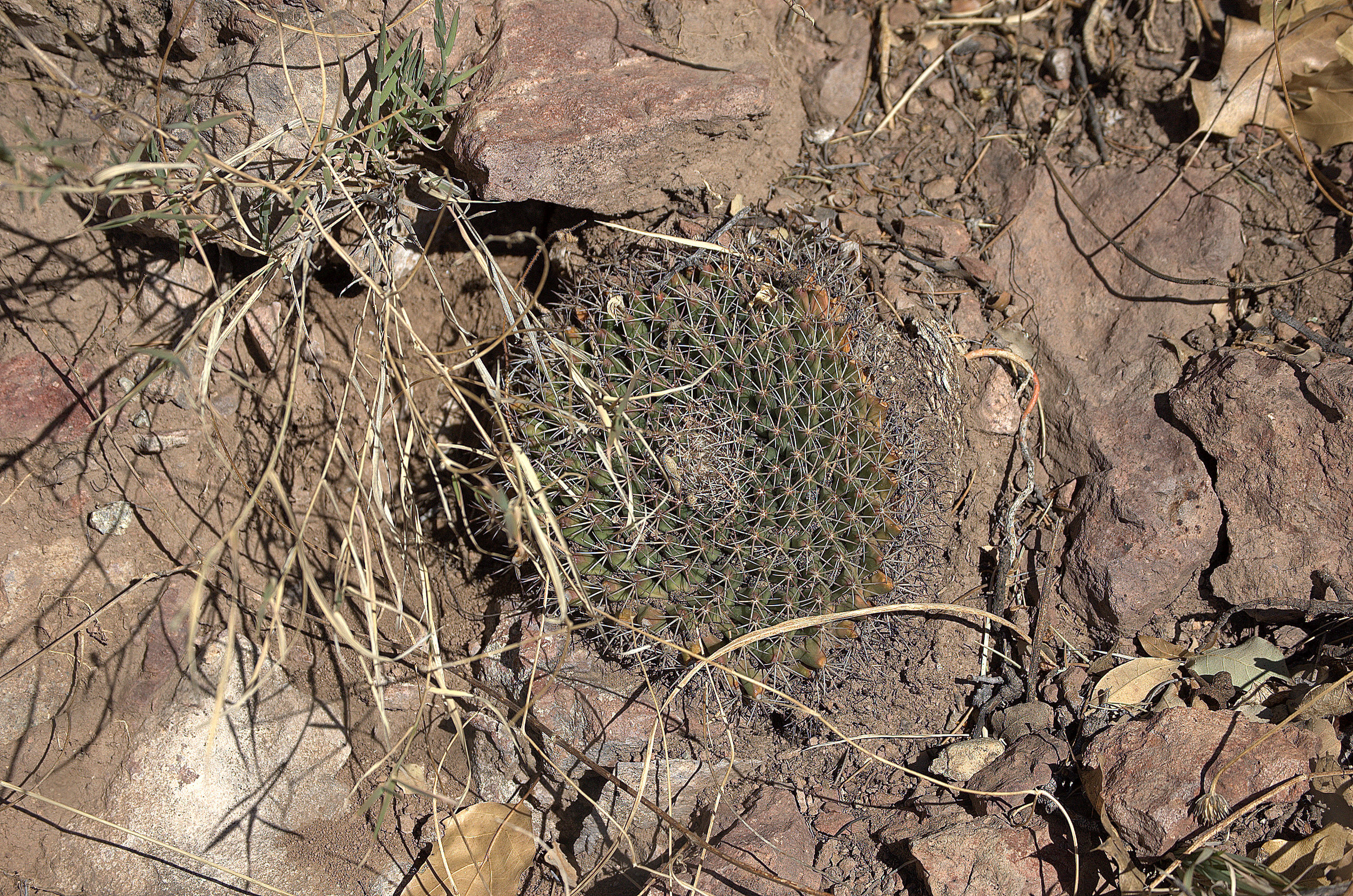 Mammillaria meiacantha