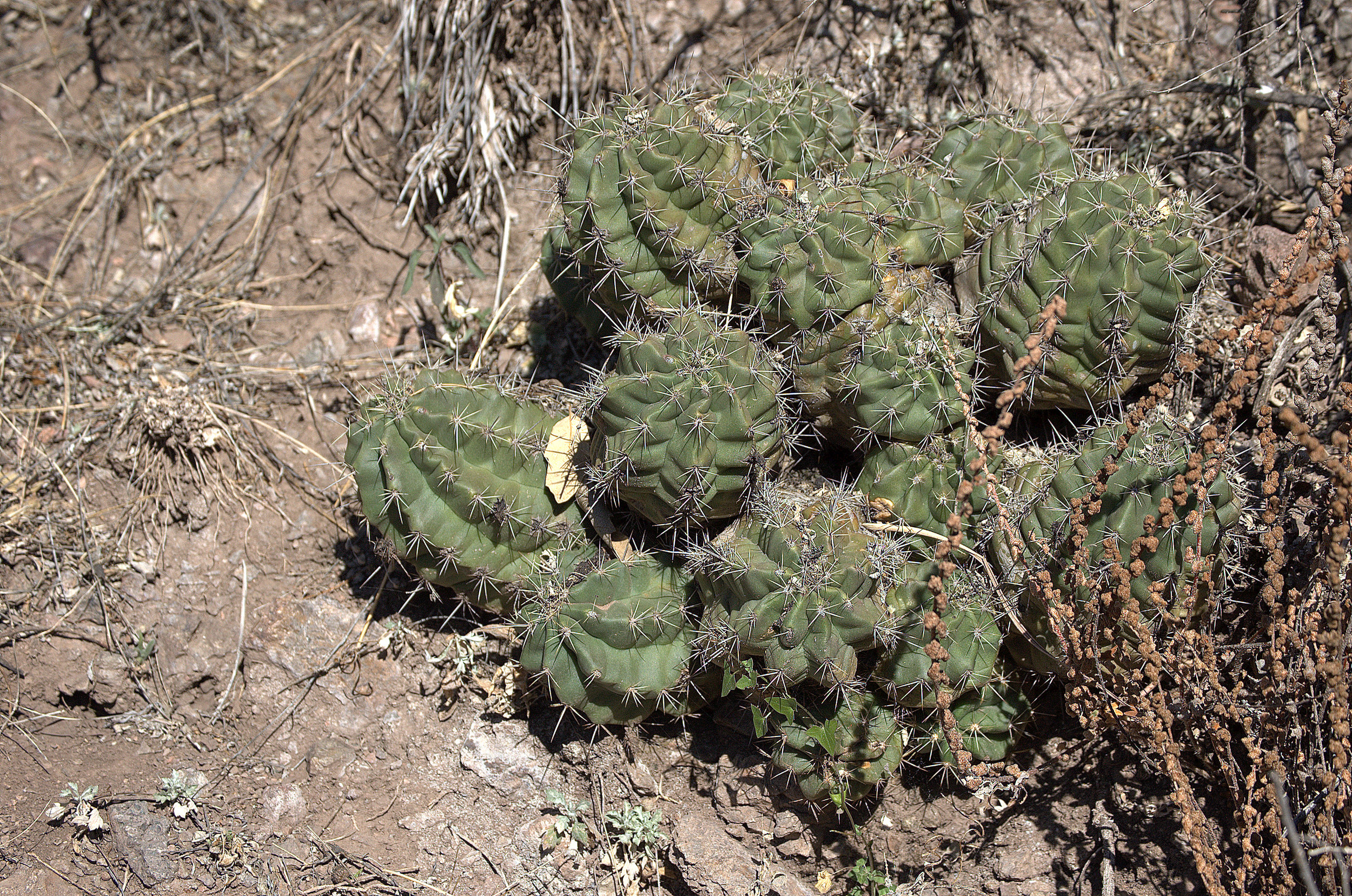 Echinocereus coccineus, Scarlet Hedgehog Cactus