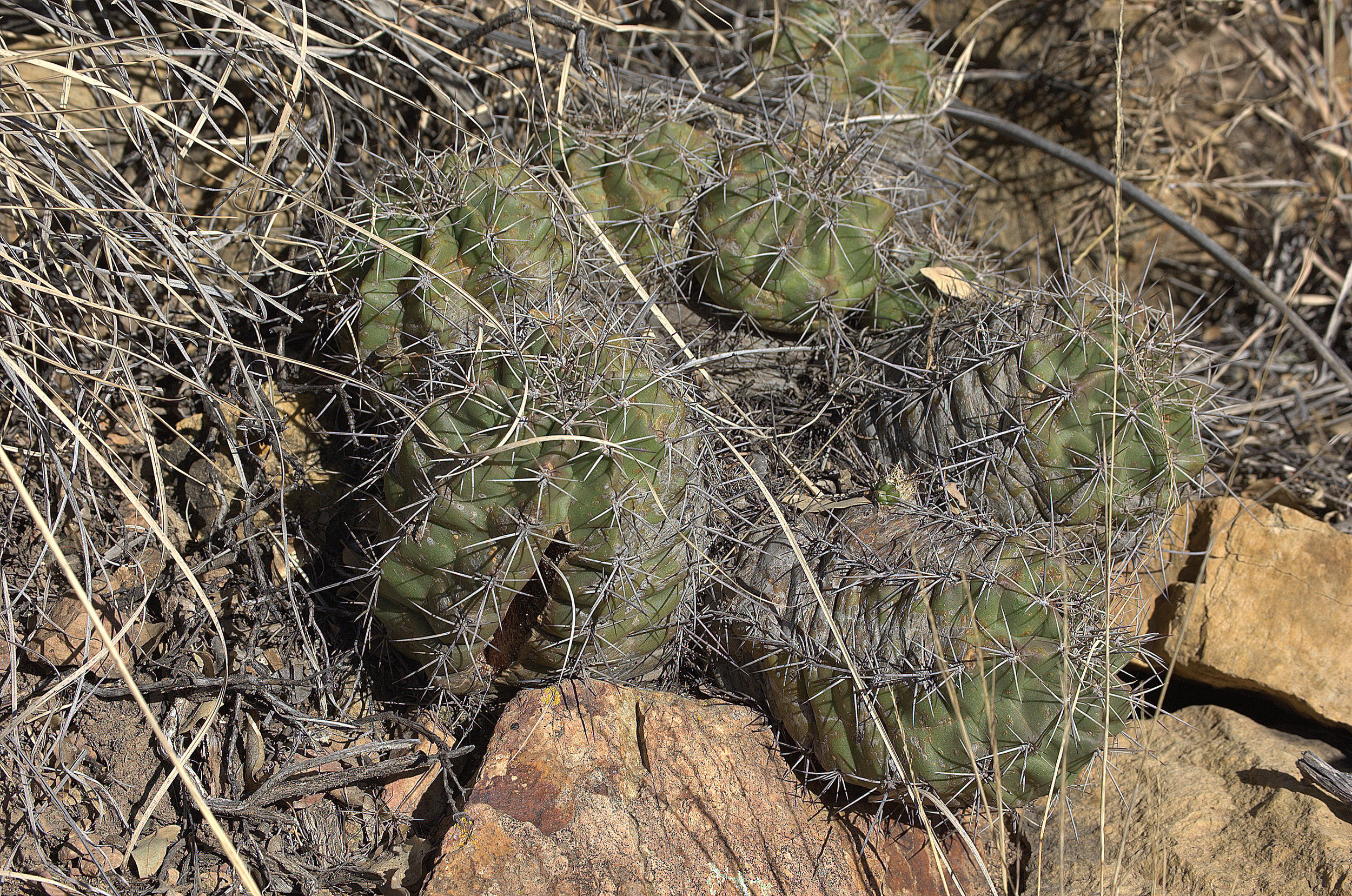 Echinocereus coccineus, Scarlet Hedgehog Cactus