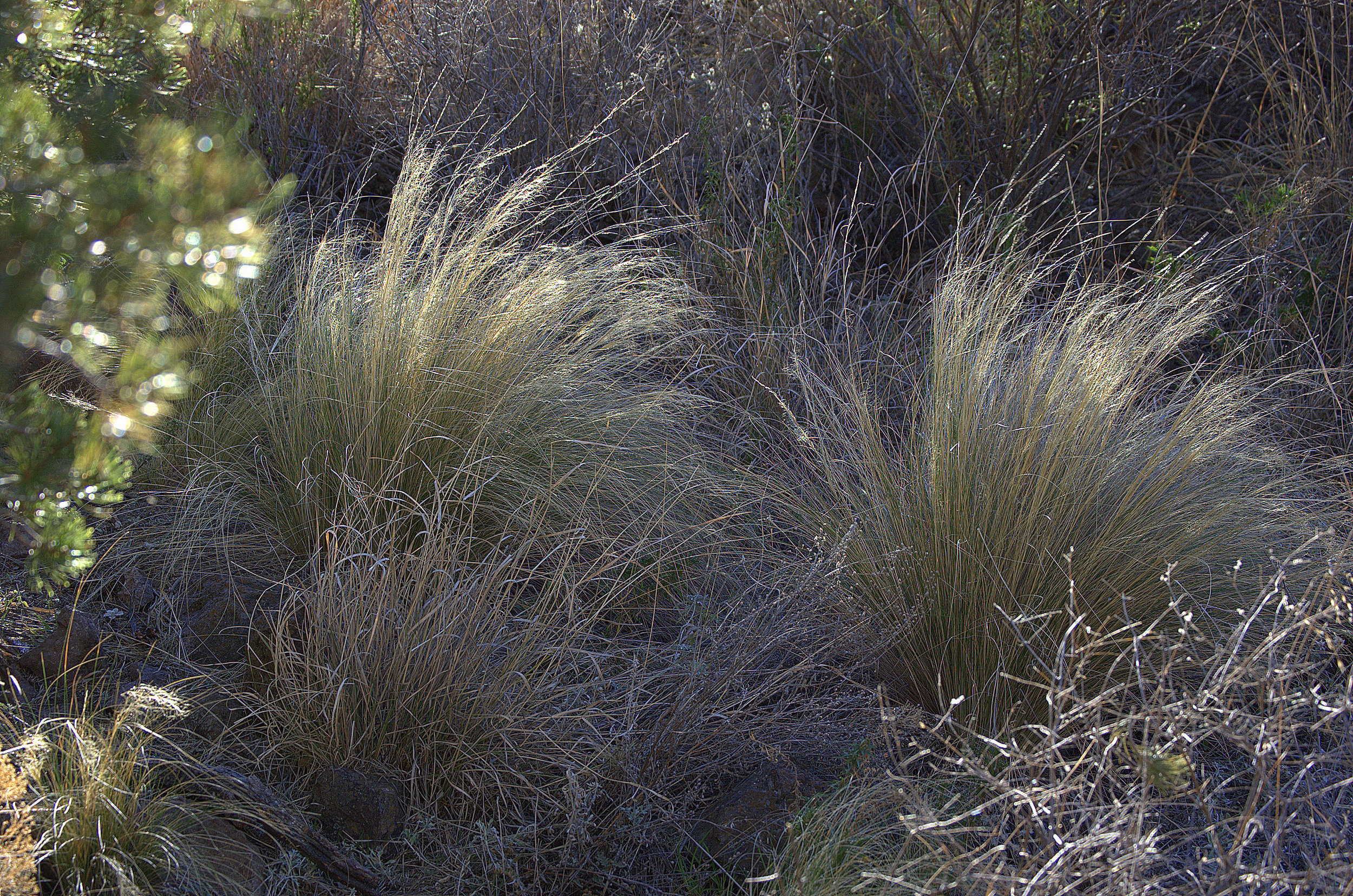 Nassella tenuissima, Mexican Feathergrass