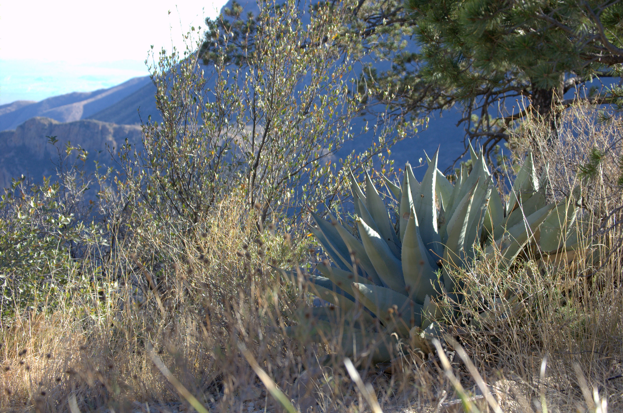 Agave havardiana