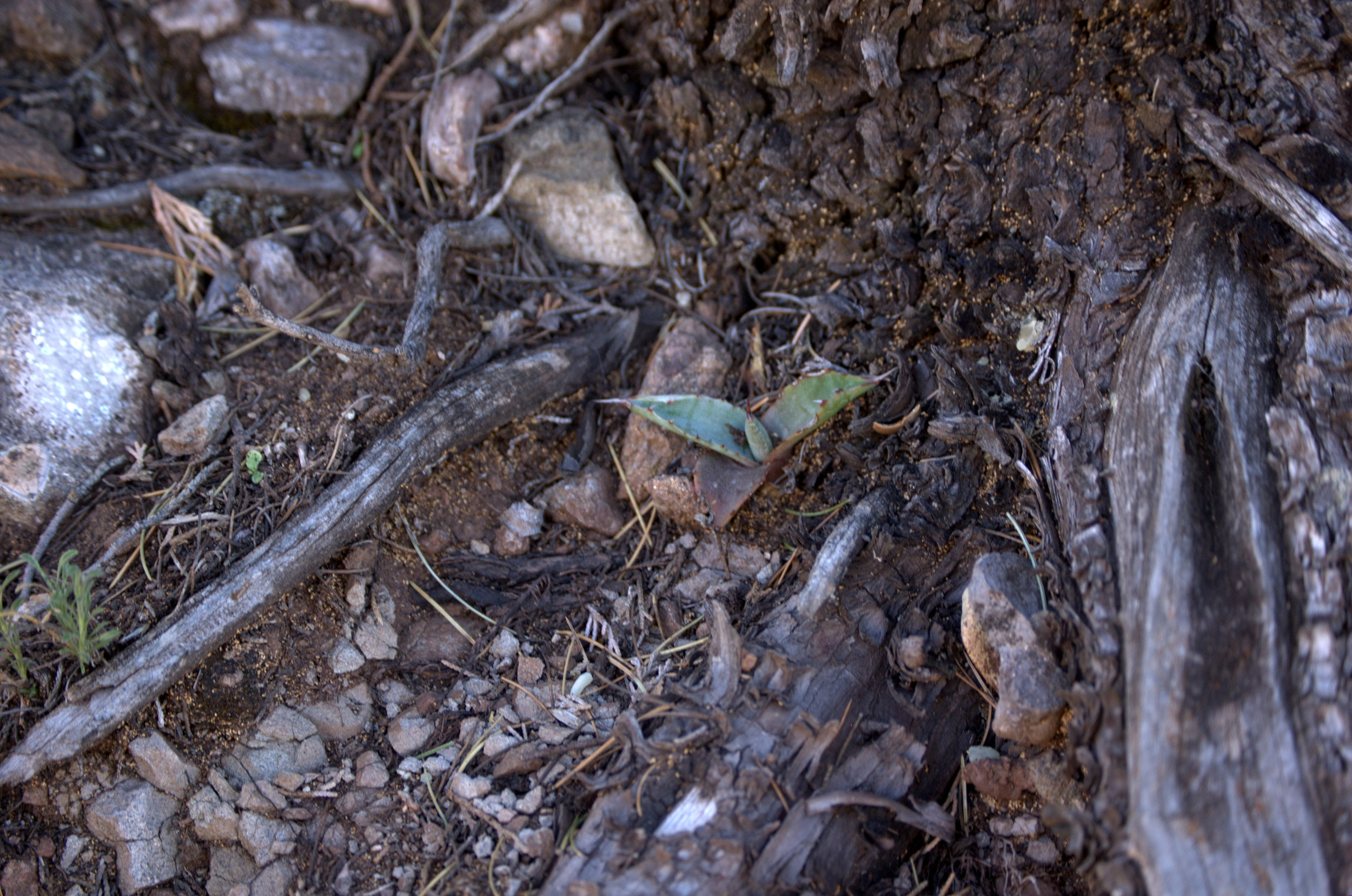 Agave havardiana