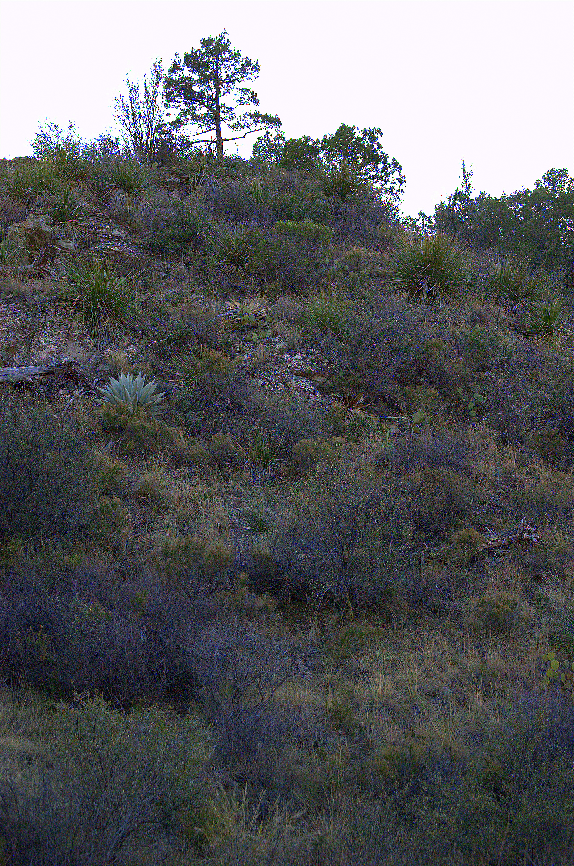 Agave havardiana on a slope