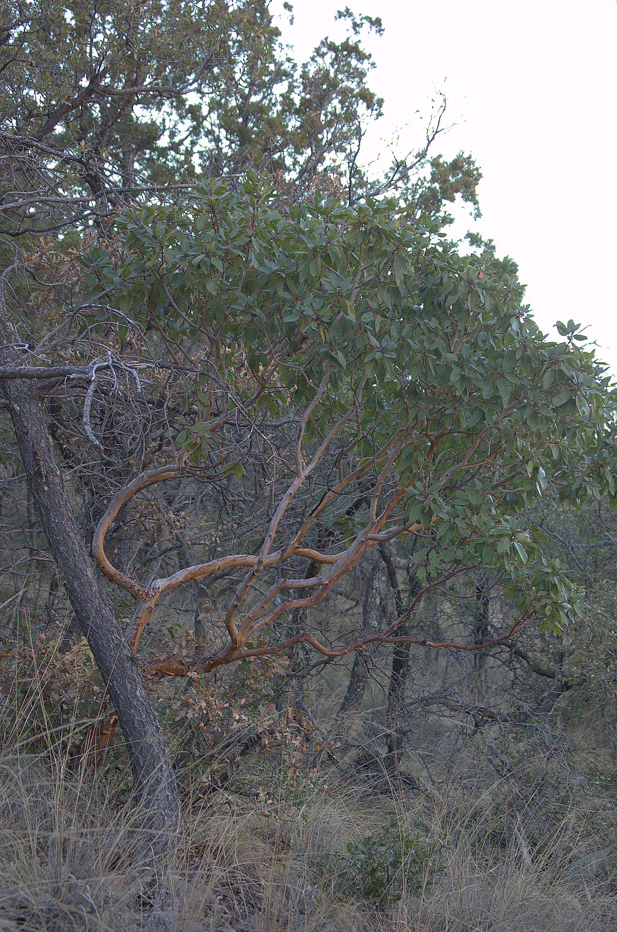 Arbutus xalapensis, Texas Madrone