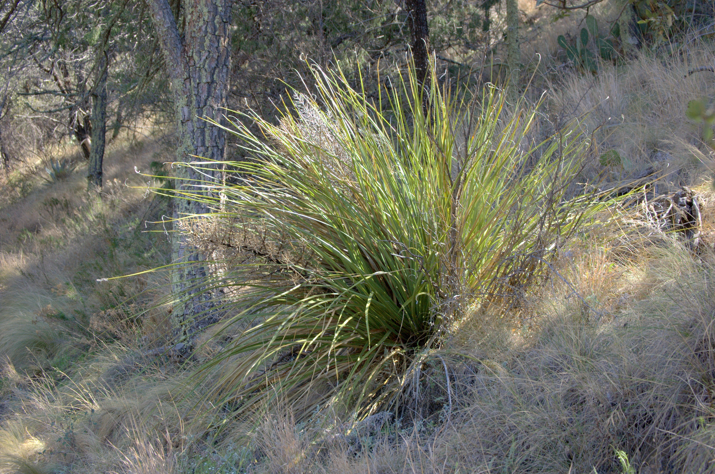 Nolina erumpens