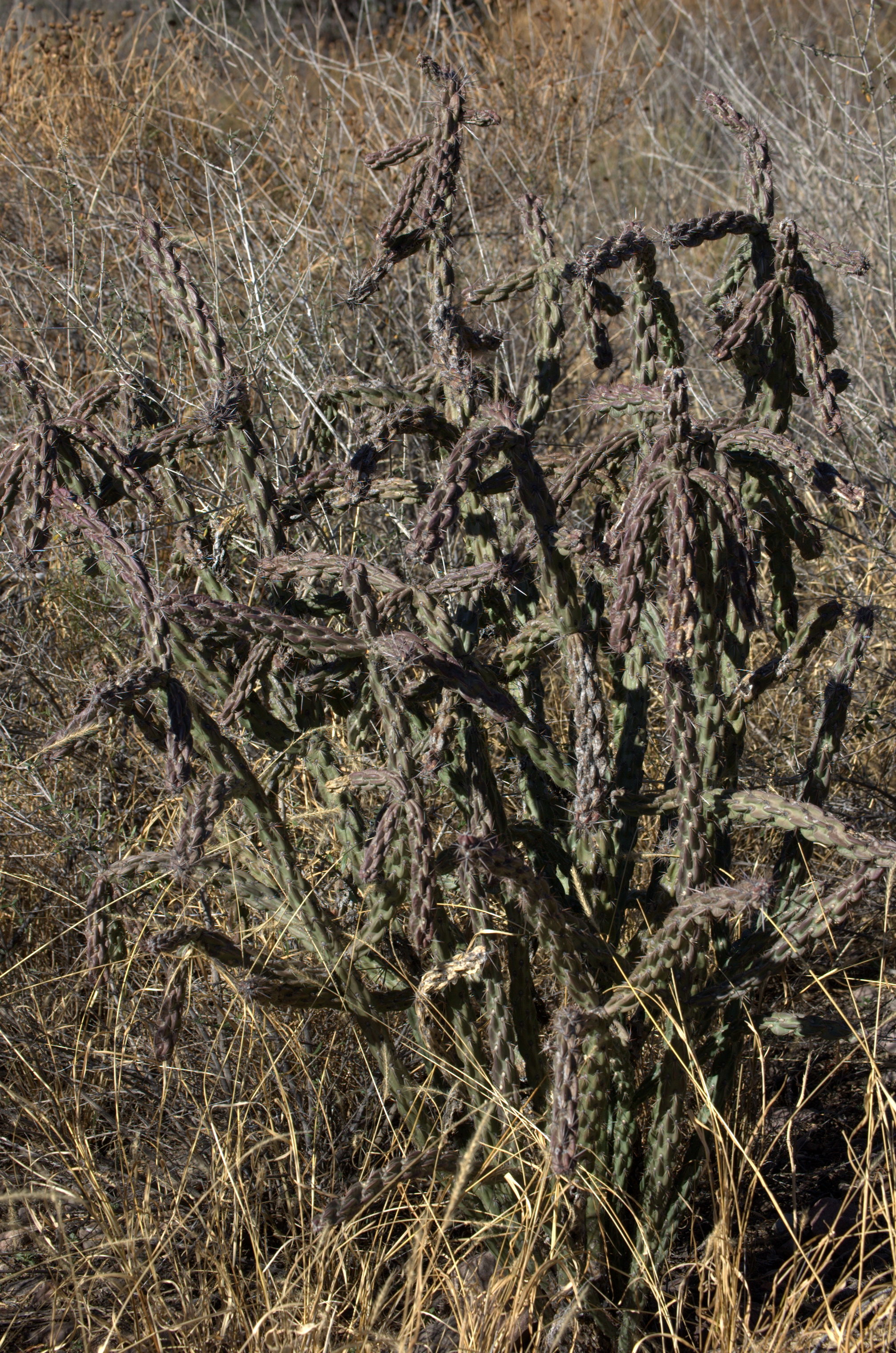 Opuntia imbricata var. arborescens, Tree Cholla