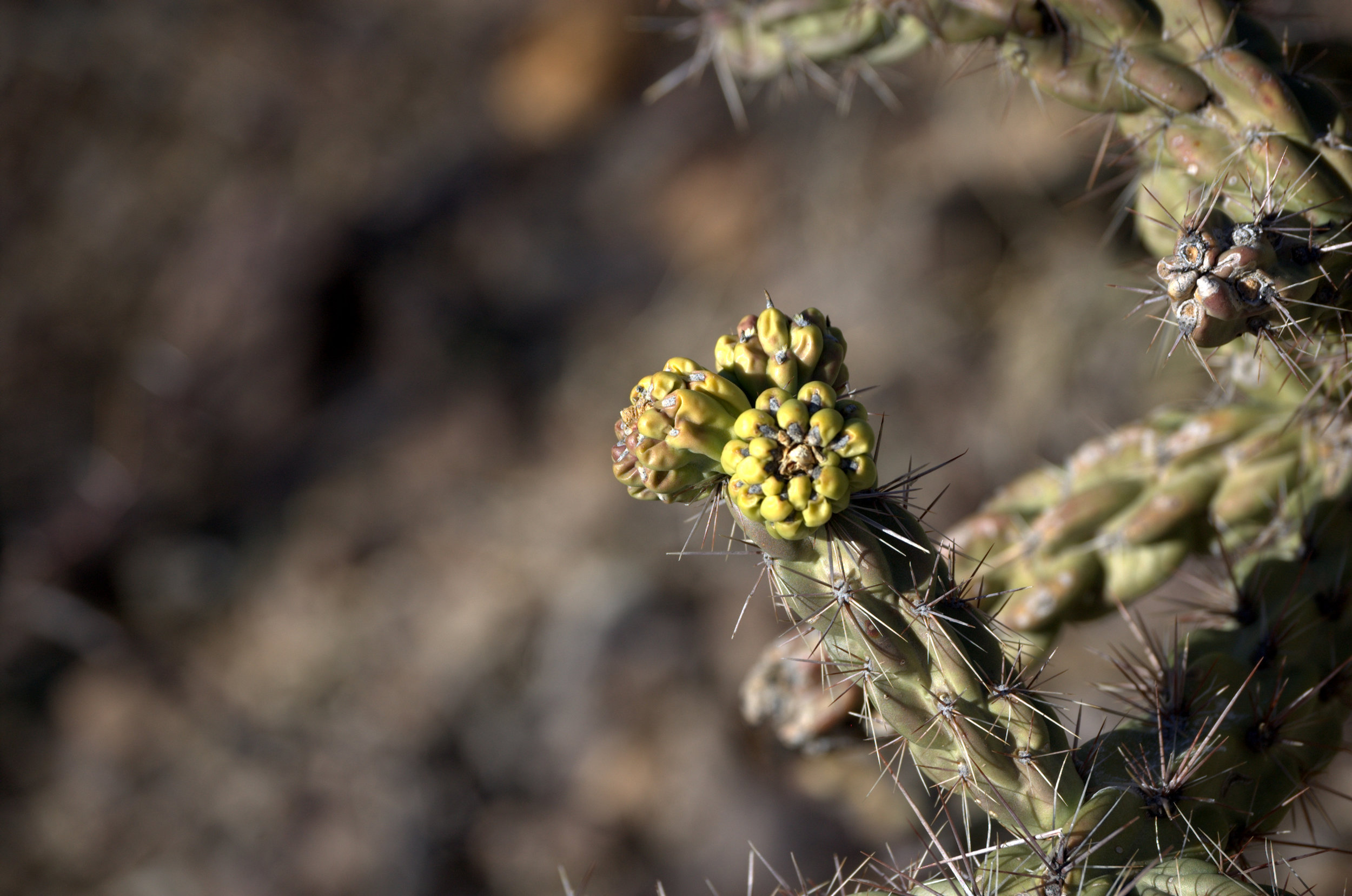 Opuntia imbricata var. arborescens, Tree Cholla