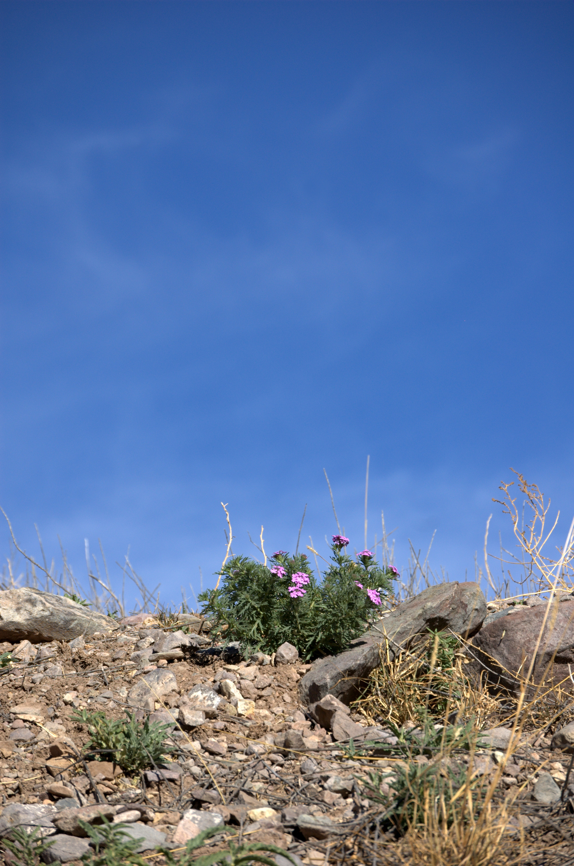Glandularia bipinnatifida, Prairie Verbena