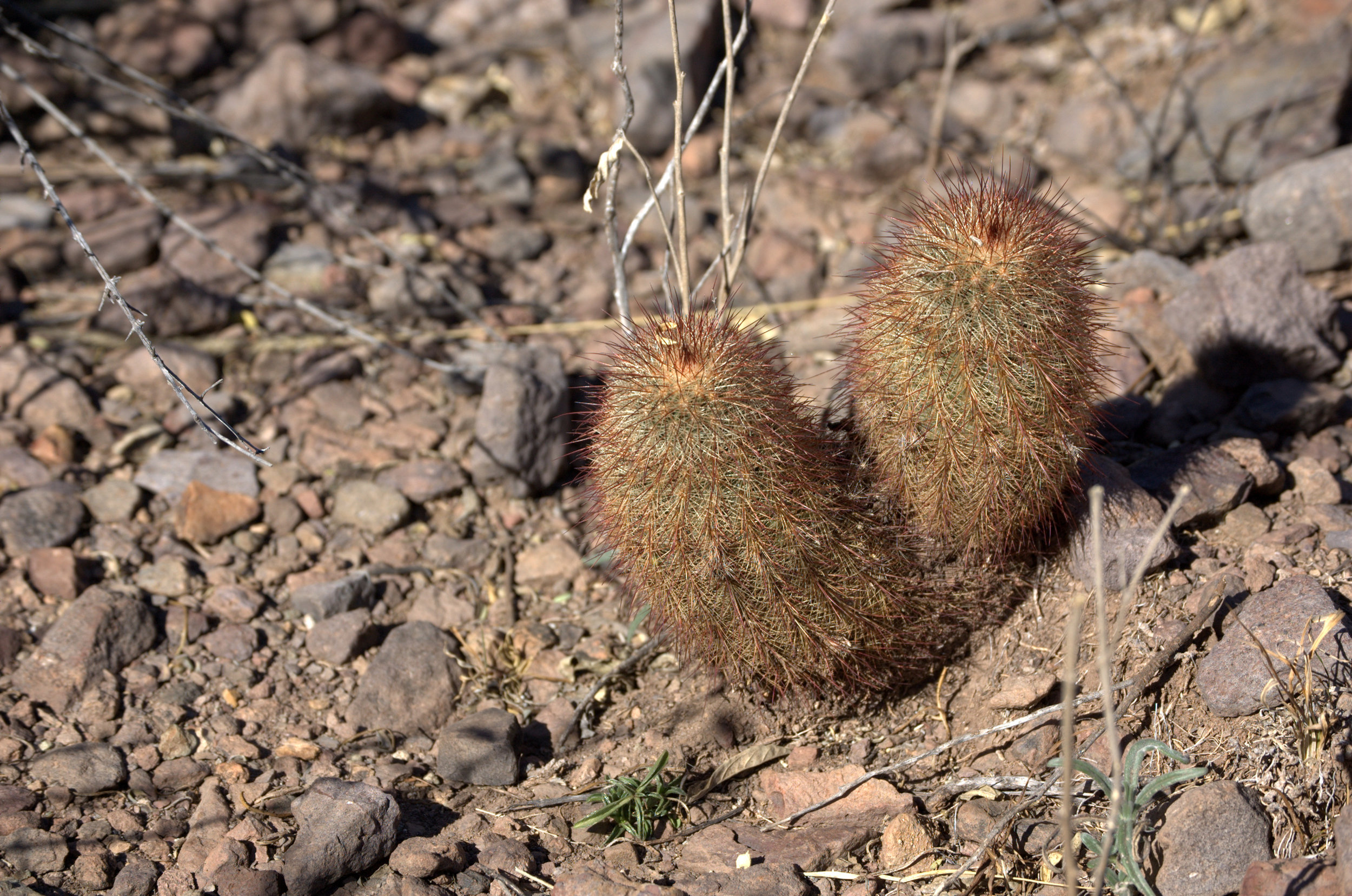 Echinocereus viridiflorus var. russanthus, Brownspine Hedgehog Cactus