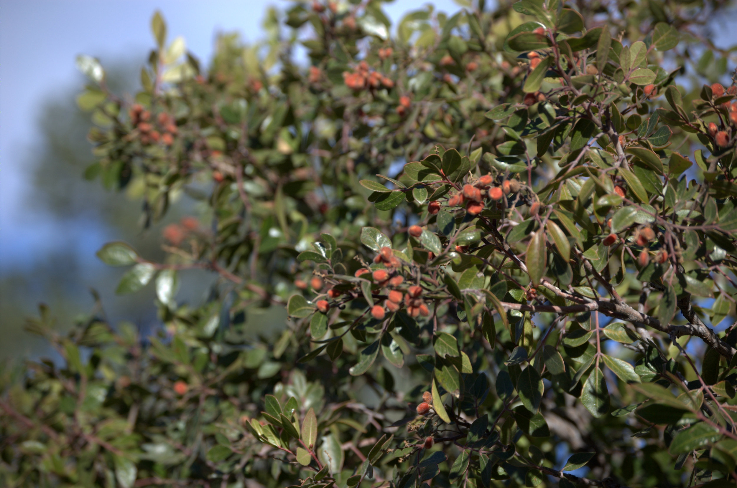 Rhus virens, Evergreen Sumac