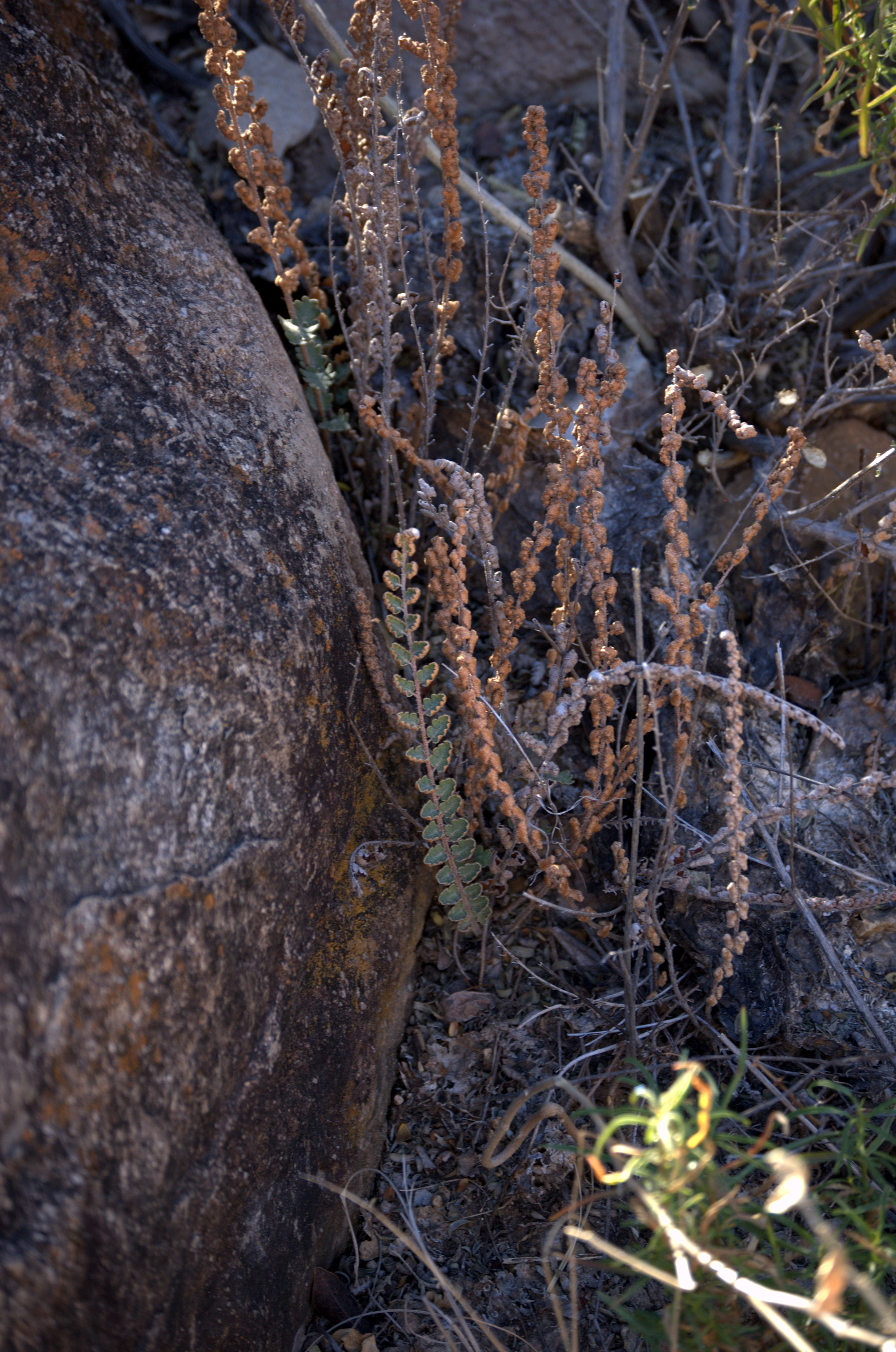 Astrolepis cochisensis, Cochise Scaly Cloakfern
