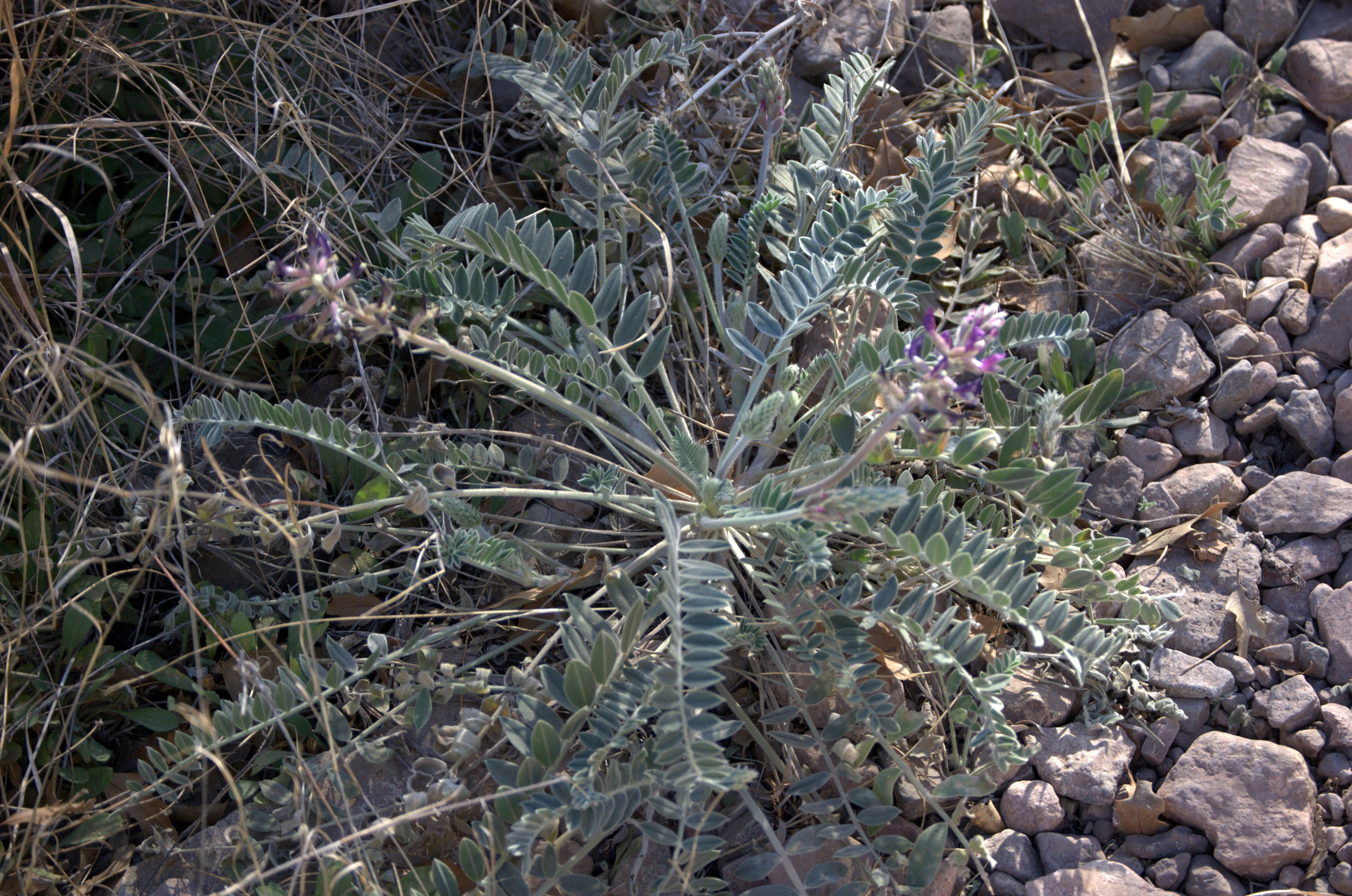 Astragalus mollissimus, Wooly Locoweed