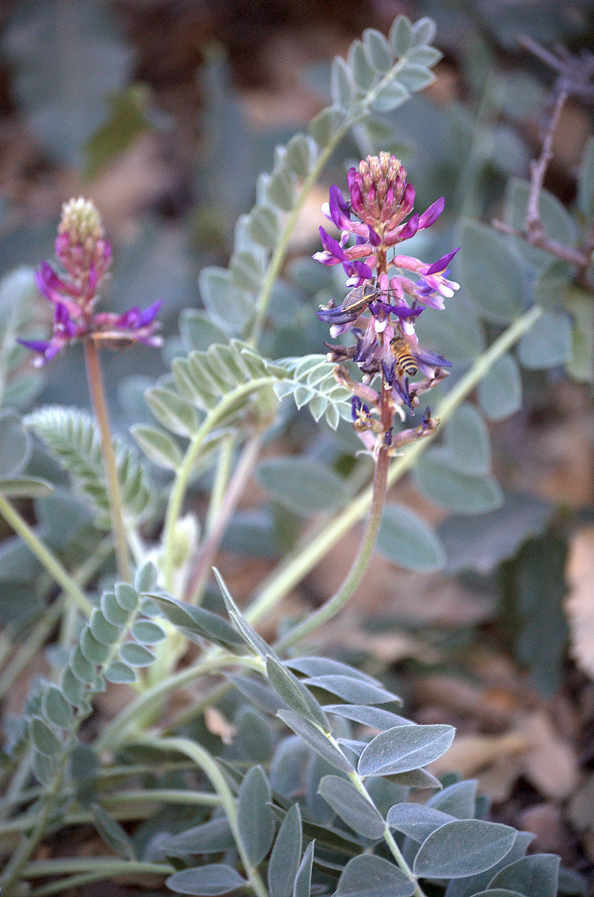 Astragalus mollissimus, Wooly Locoweed
