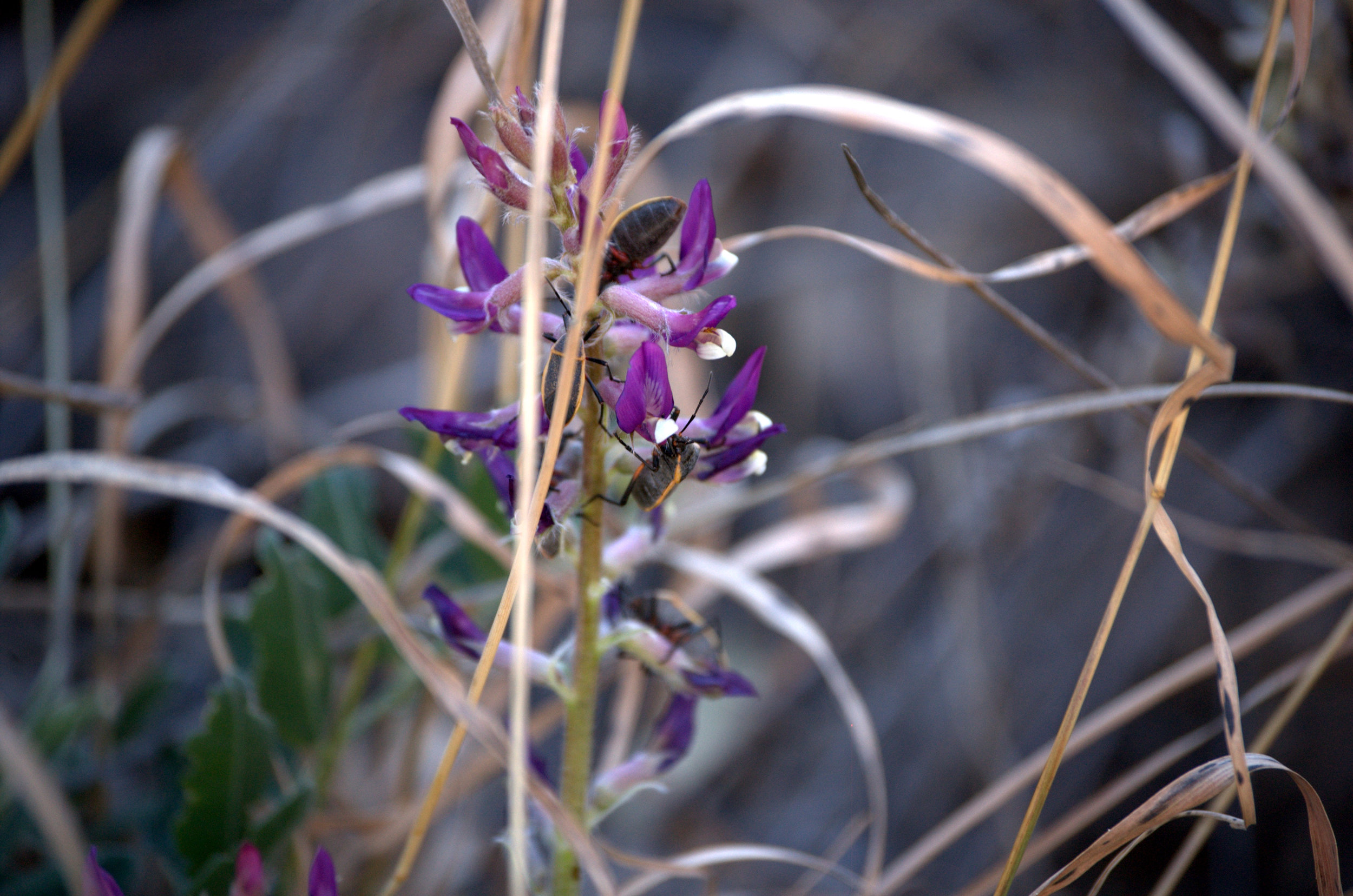 Astragalus mollissimus, Wooly Locoweed