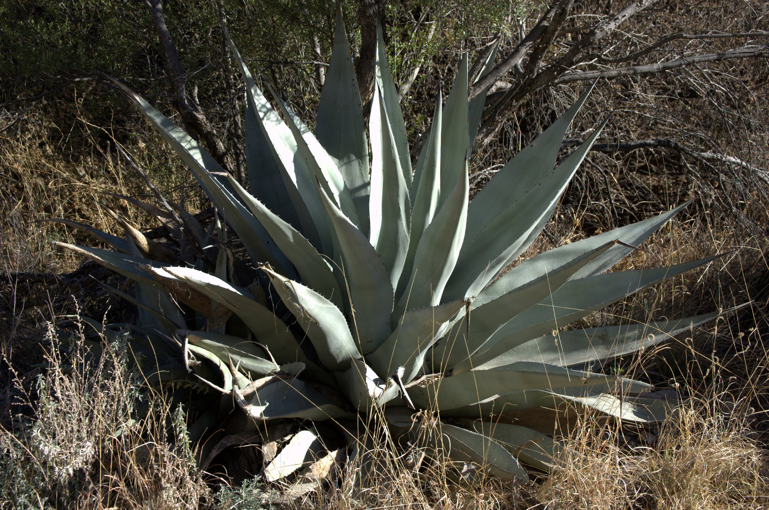 Agave havardiana, Havard's Agave