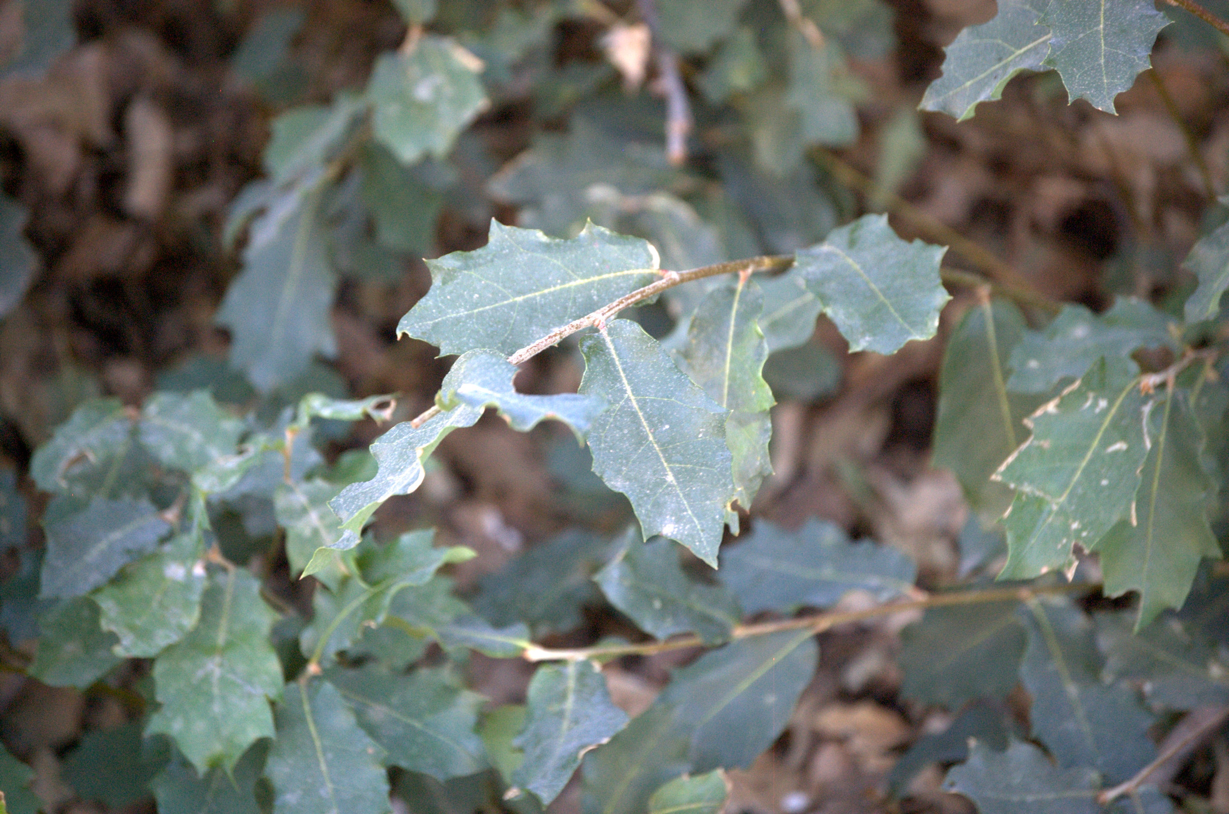 Quercus tardifolia, Chisos Mountains Oak???