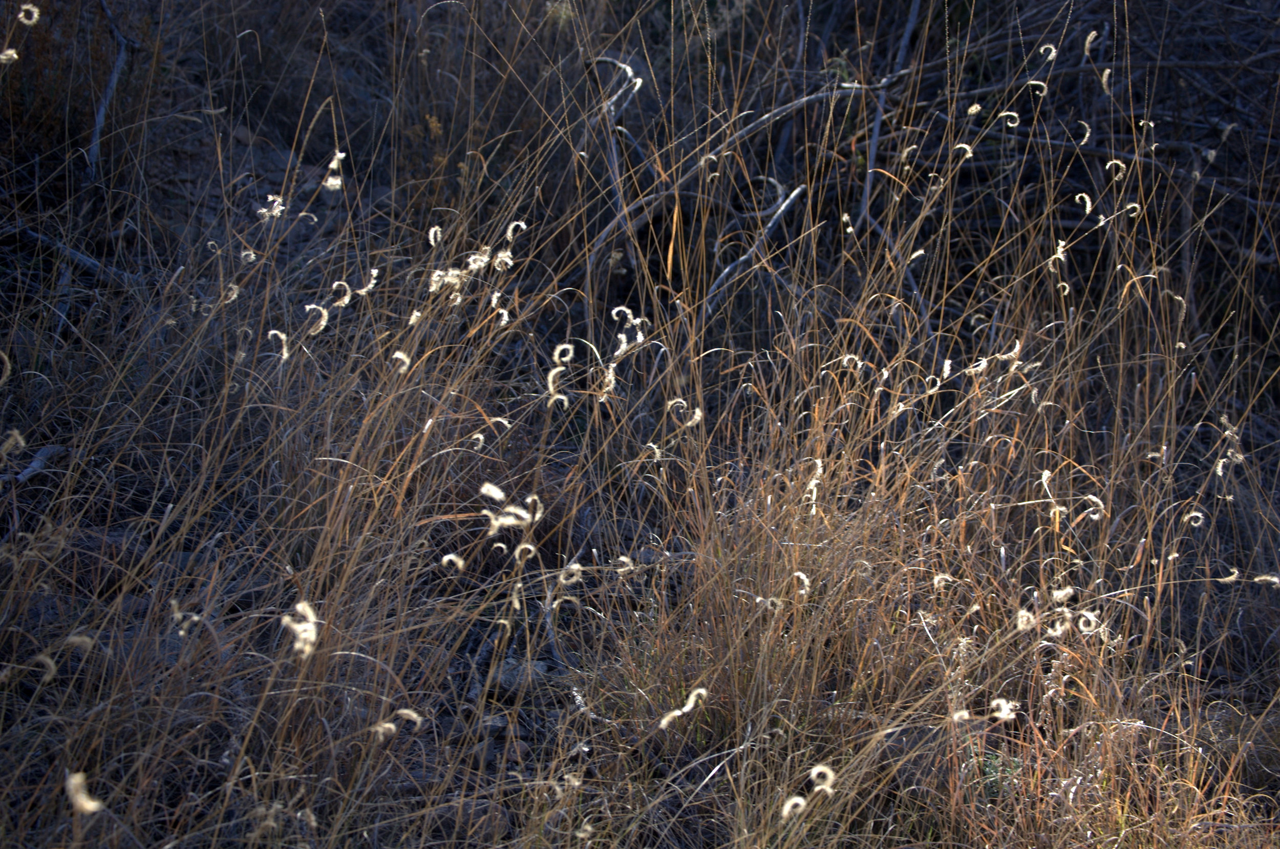 Bouteloua sp.
