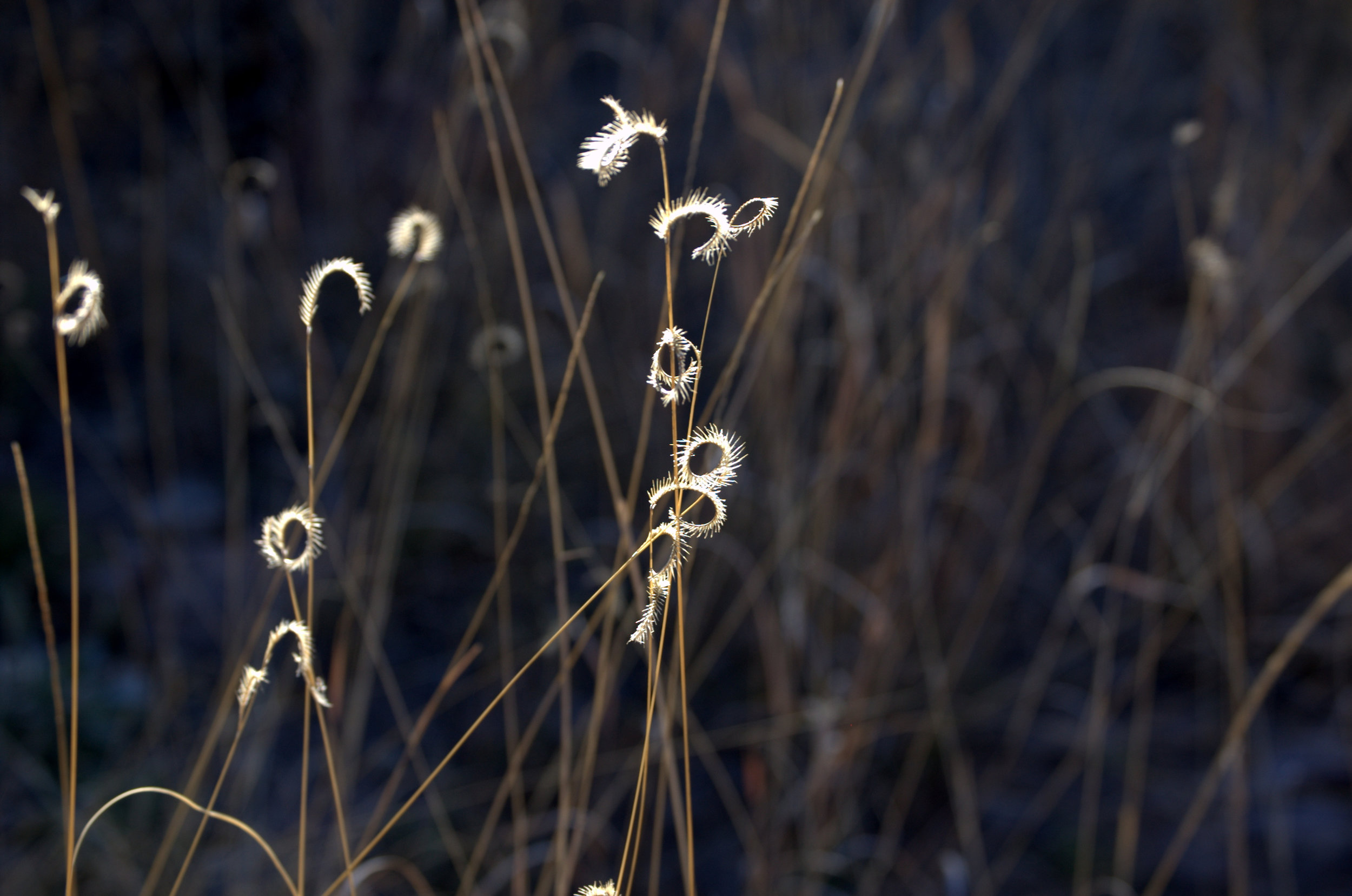Bouteloua sp.