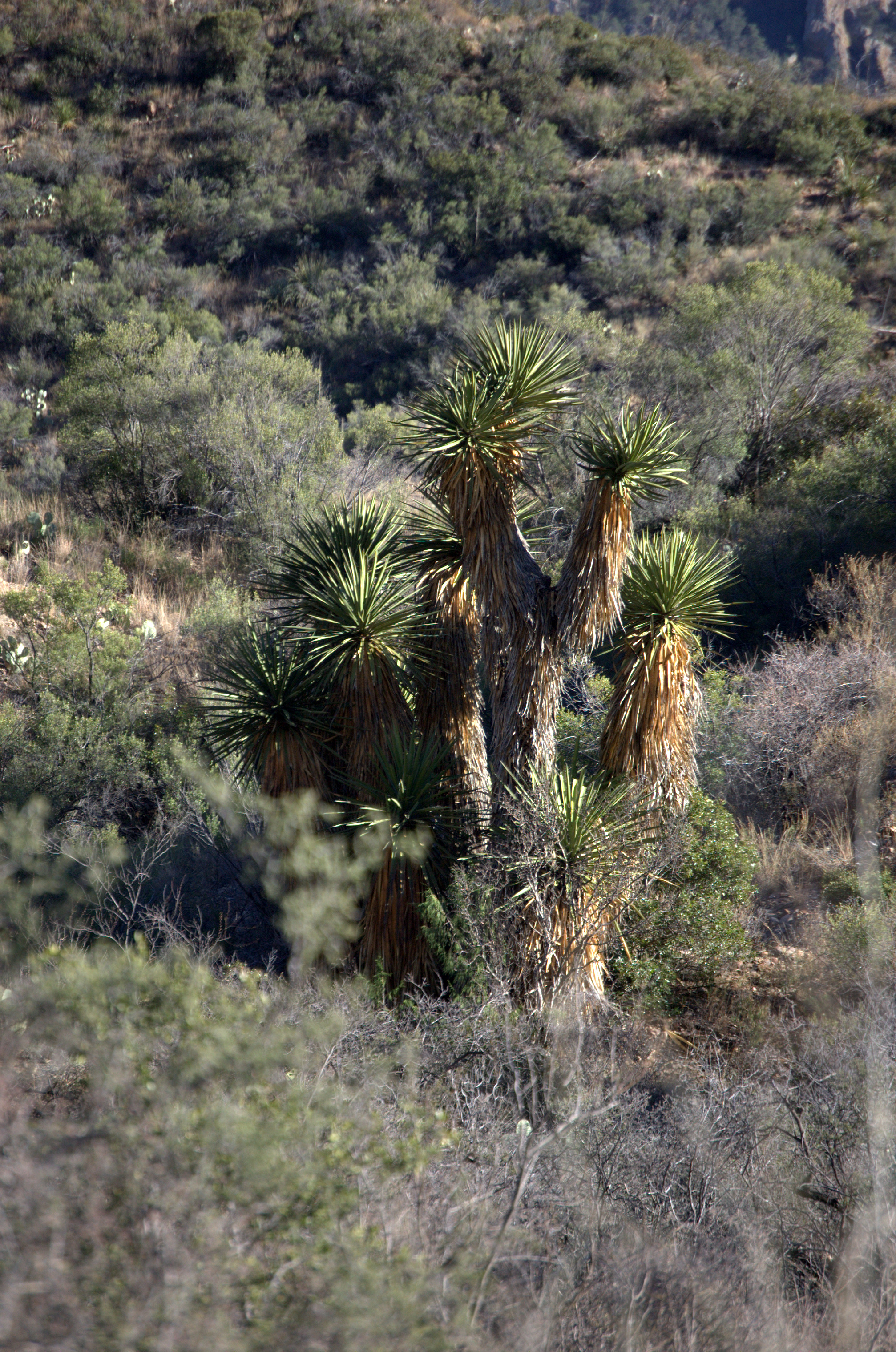 Yucca torreyi, Spanish Dagger