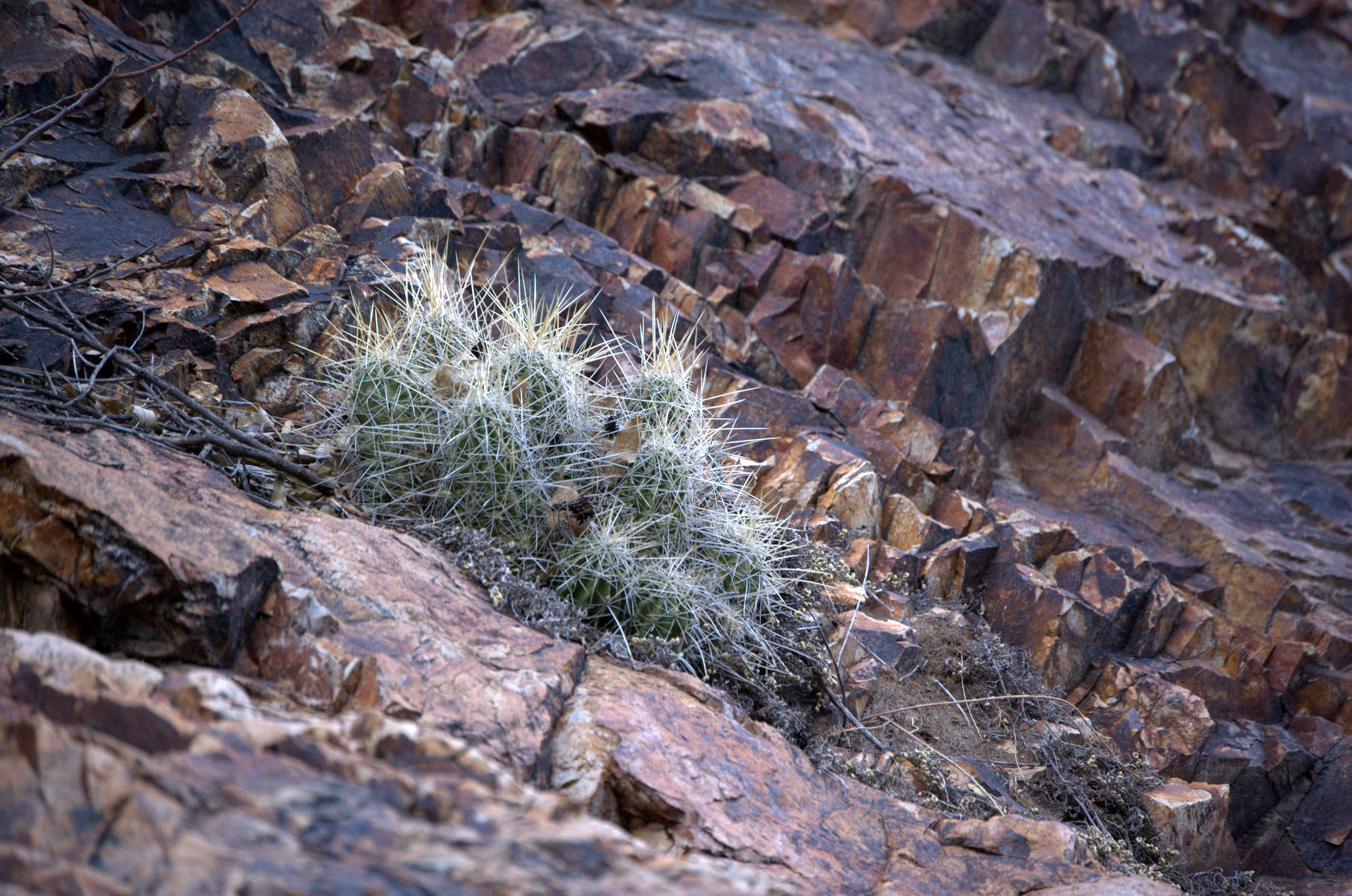 Echinocereus stramineus, Strawberry Hedgehog Cactus