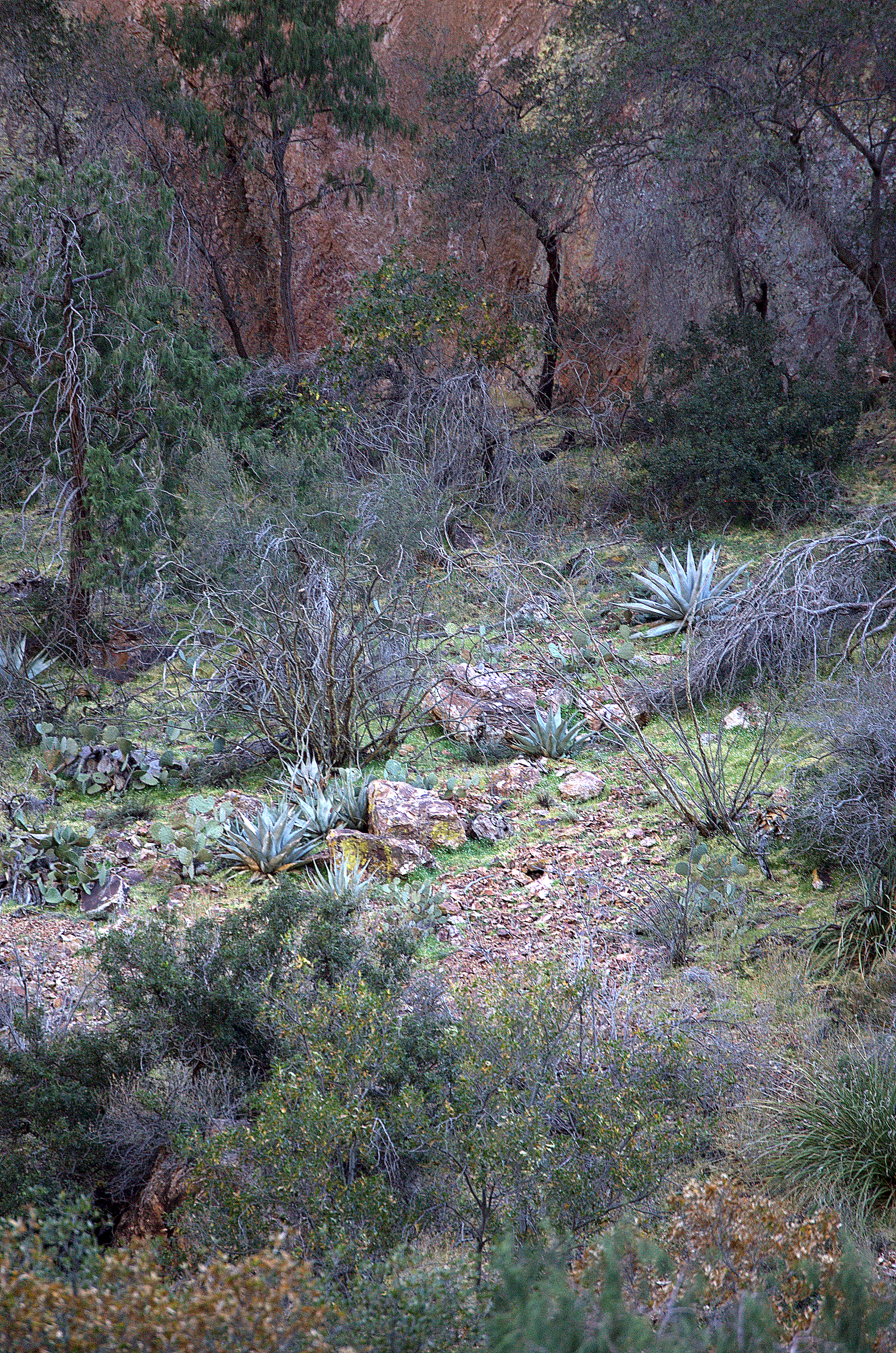 Agave havardiana, Havard's Agave