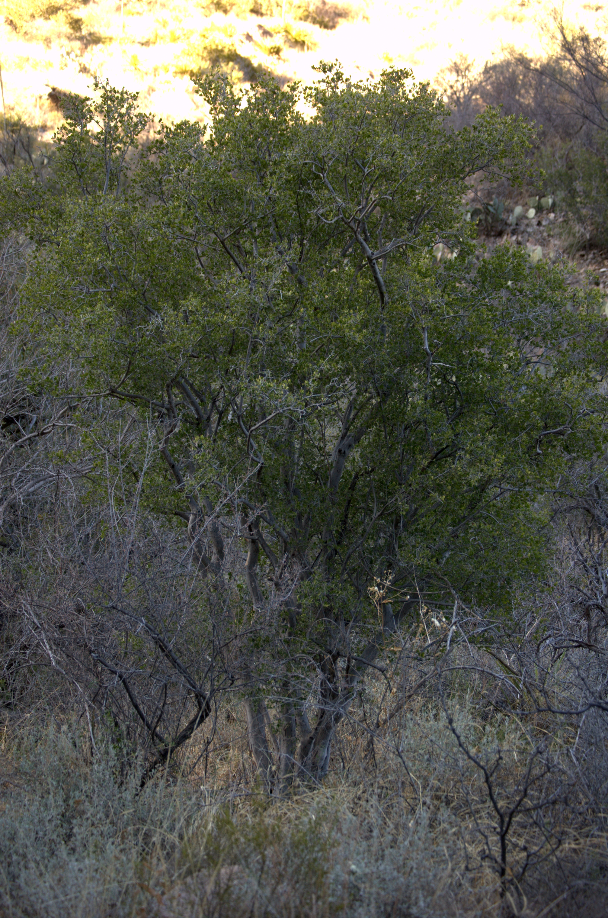 Diospyrus texana, Texas Persimmon