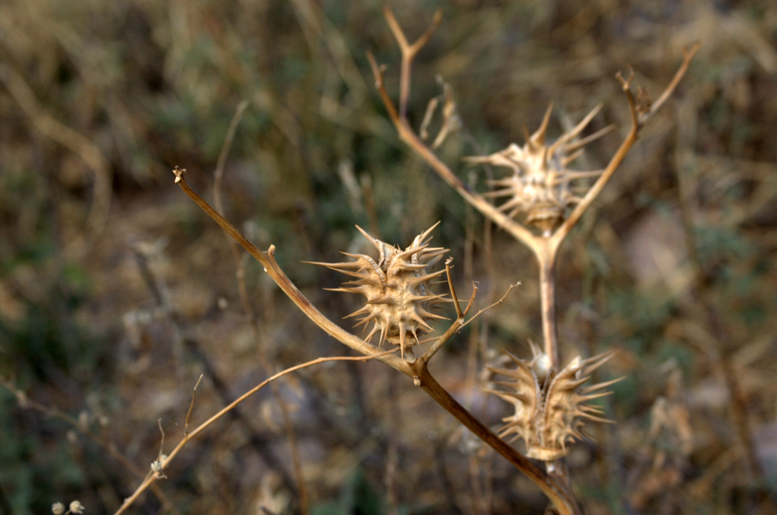 Datura quercifolia, Oakleaf Thornapple