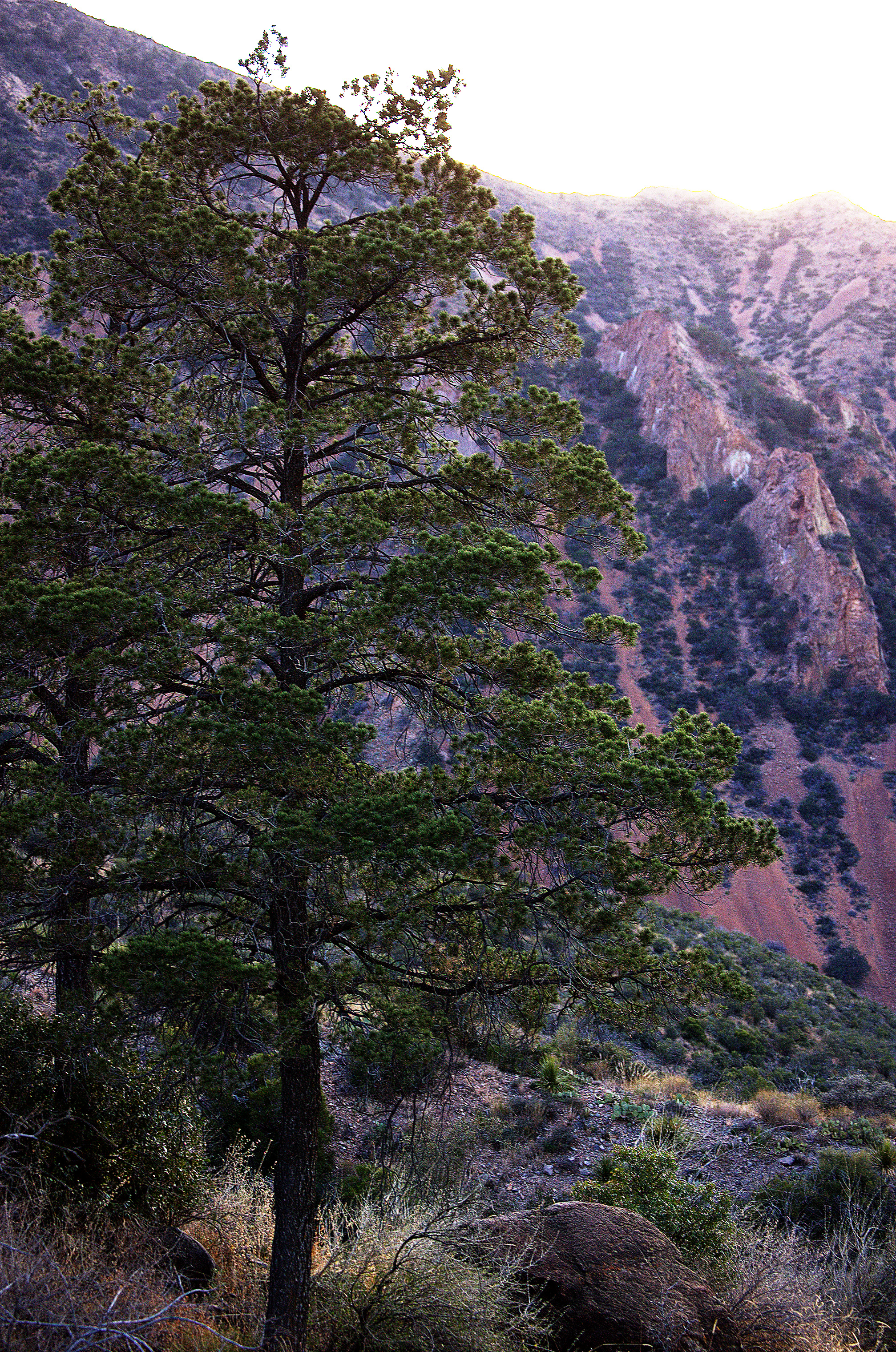 Pinus ponderosa, Ponderosa Pine
