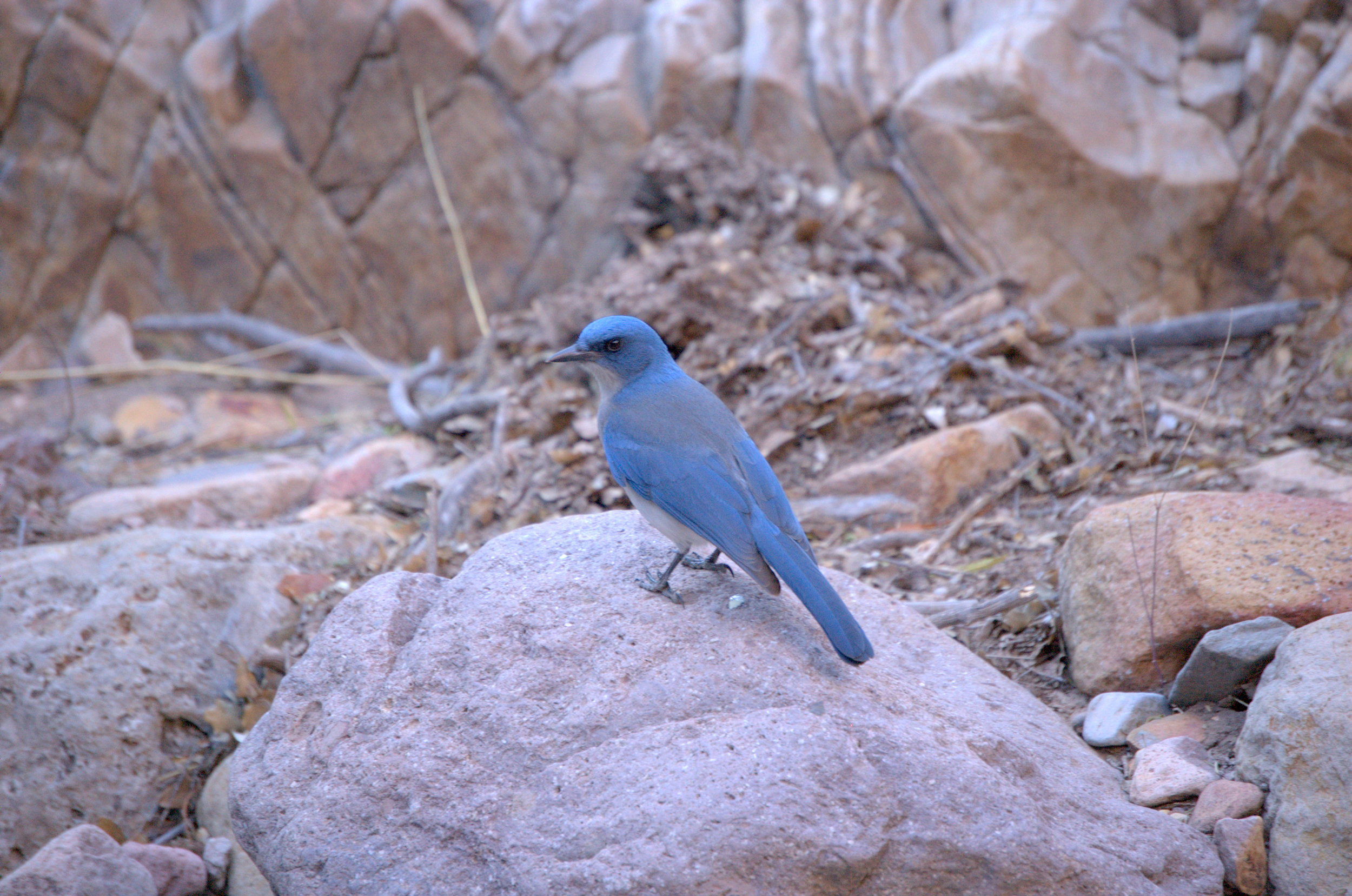 Aphelocoma wollweberi, Mexican Jay