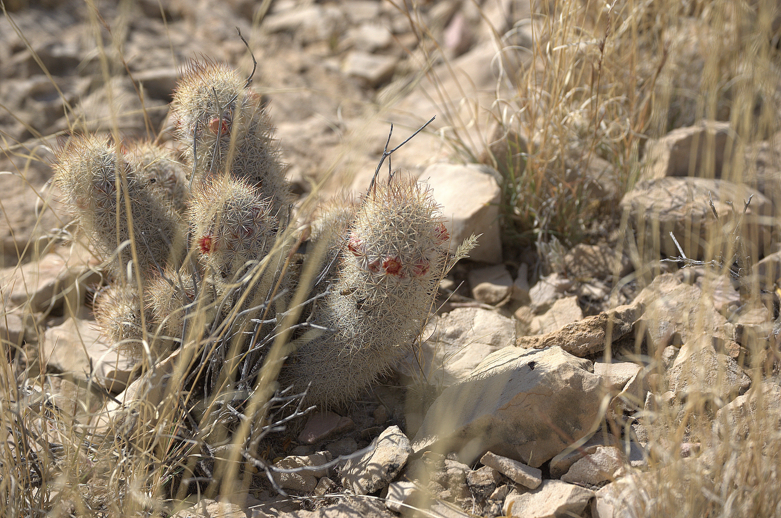 Mammillaria pottsii, Rat-tail Nipple Cactus