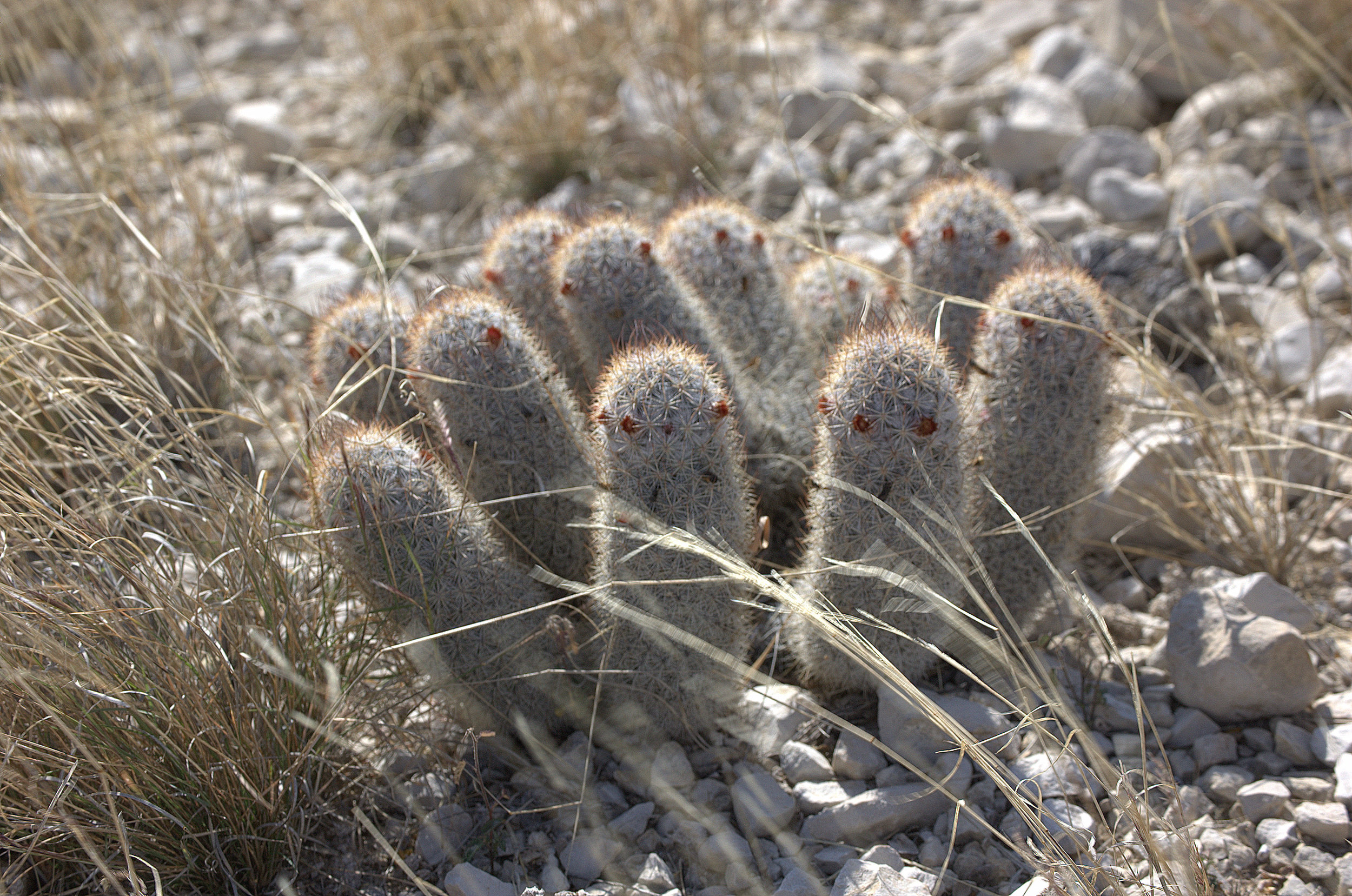 Mammillaria pottsii, Rat-tail Nipple Cactus