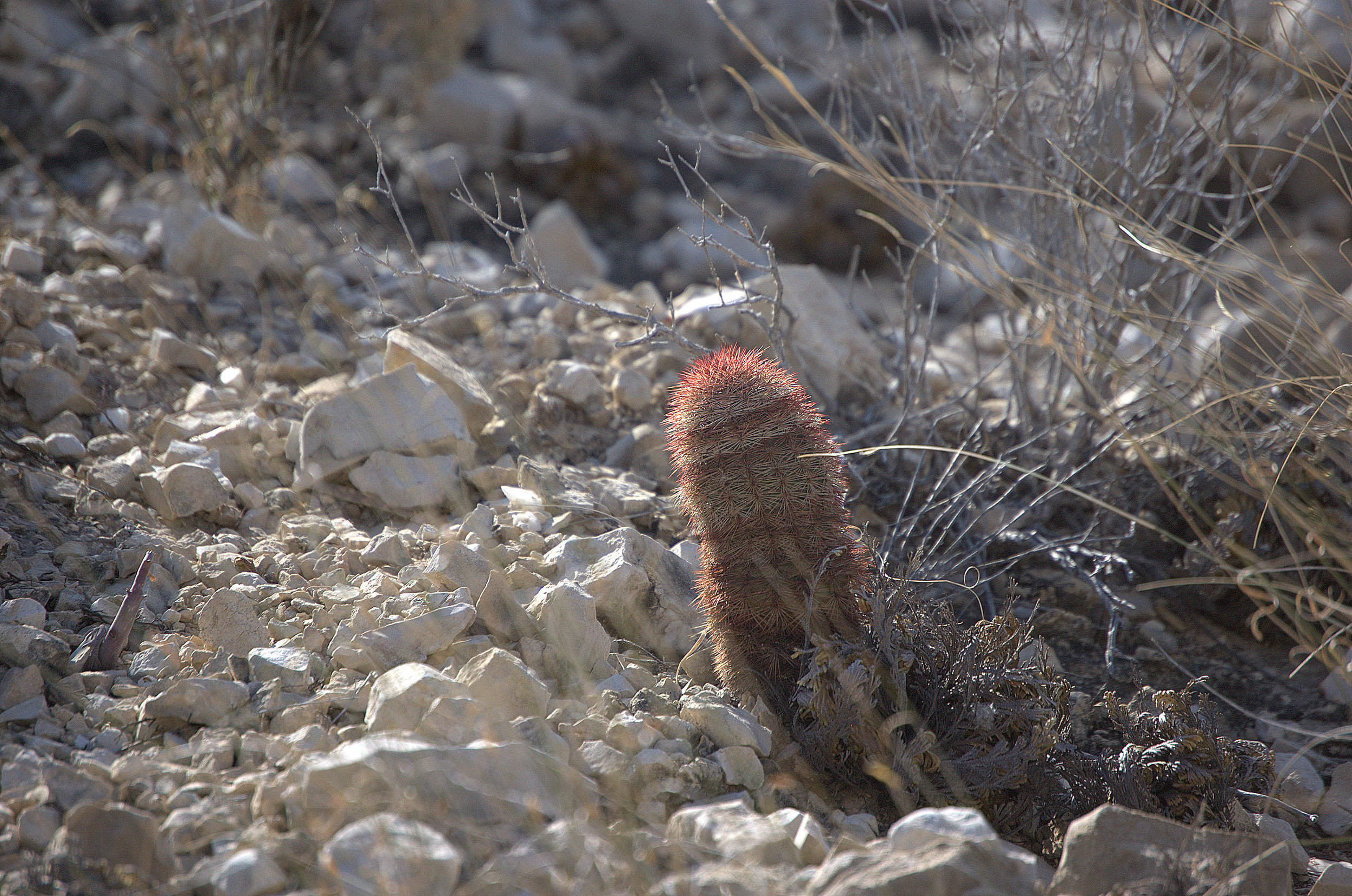 Echinocereus viridiflorus var. russanthus, Brownspine Hedgehog Cactus