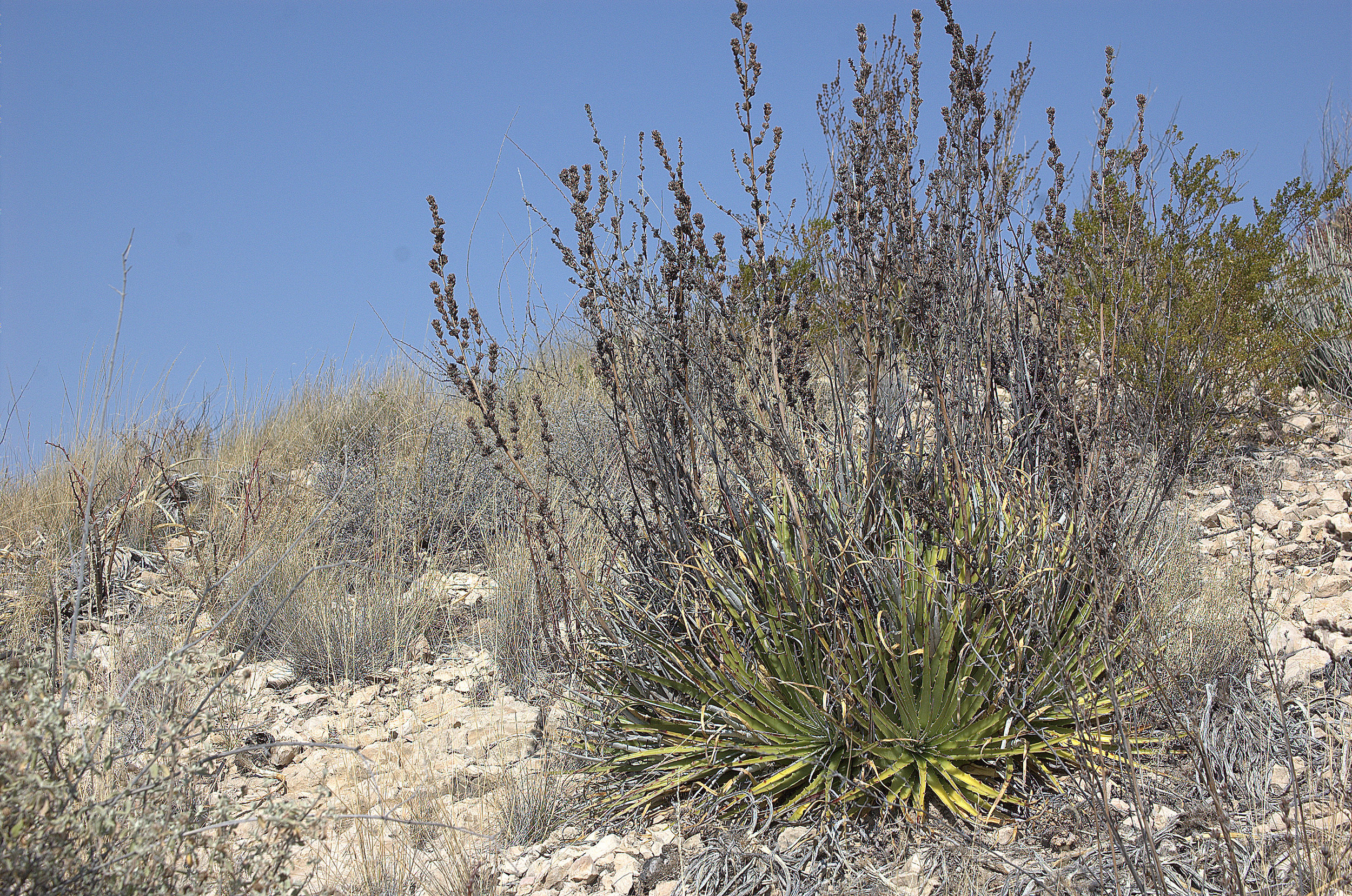 Hechtia texensis, Texas False Agave