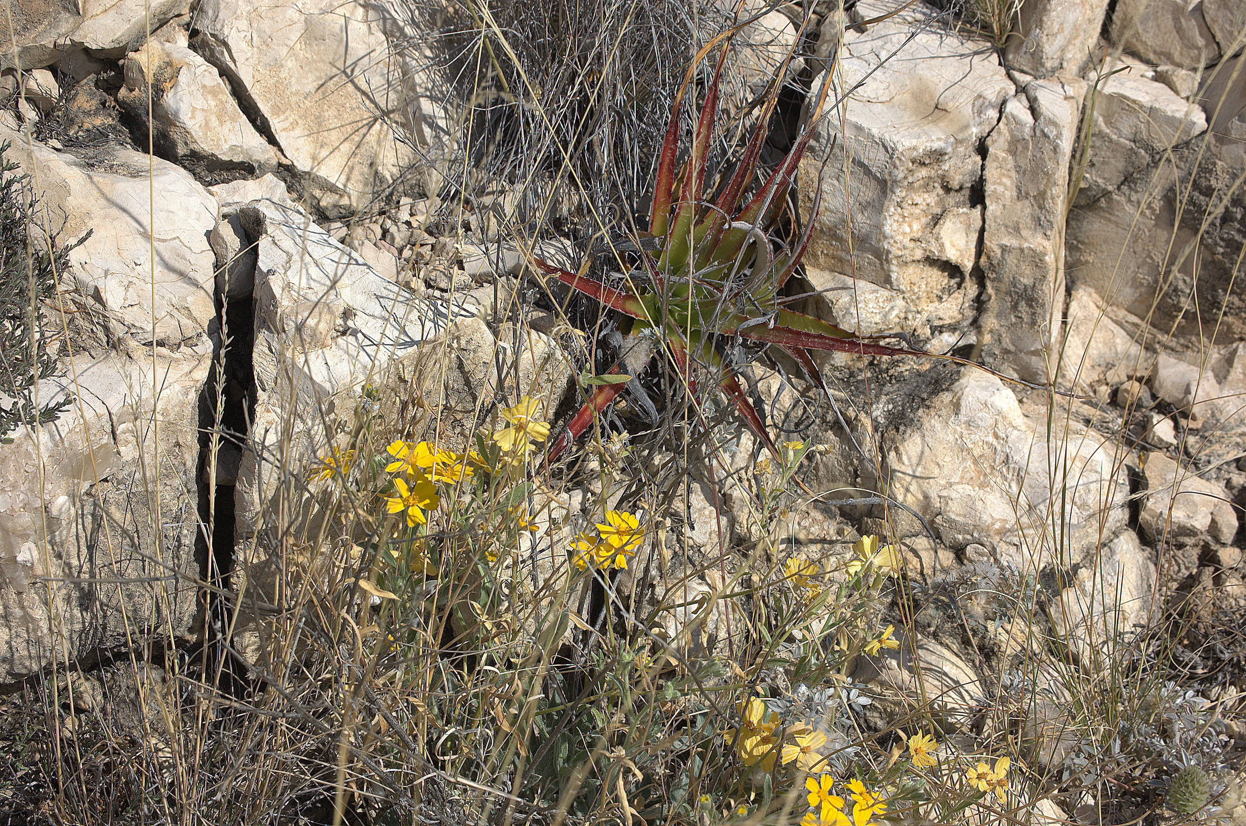 Hechtia texensis, Texas False Agave