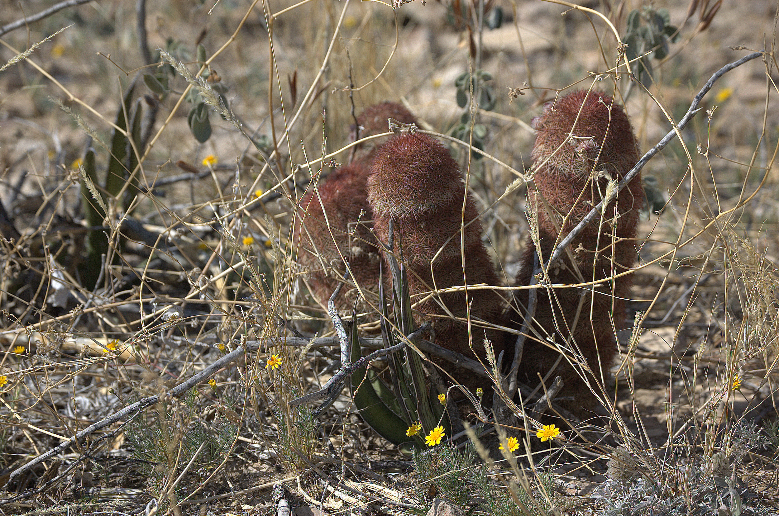 Echinocereus viridiflorus var. russanthus, Brownspine Hedgehog Cactus