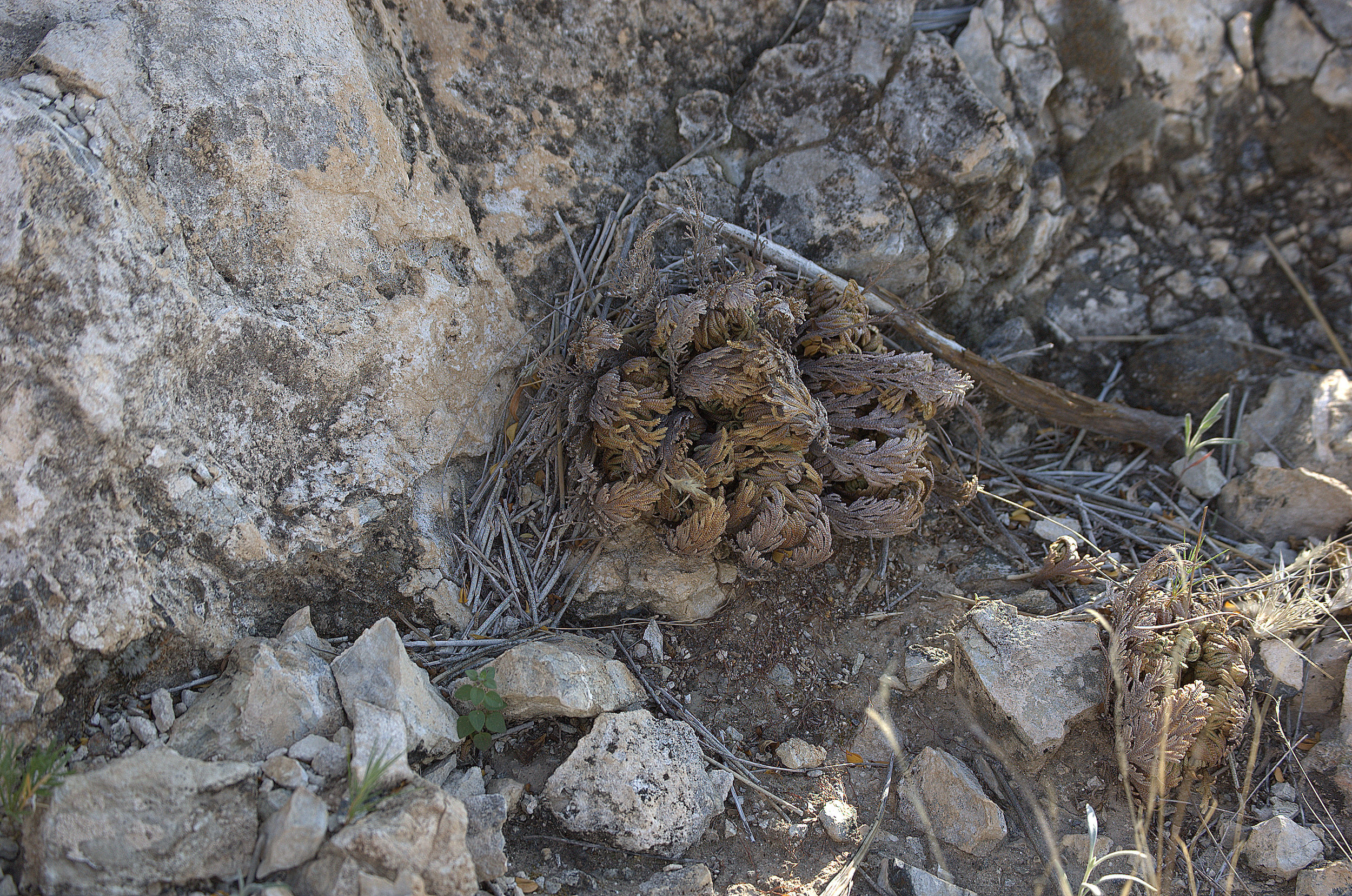 Selaginella pilifera, Resurrection Plant