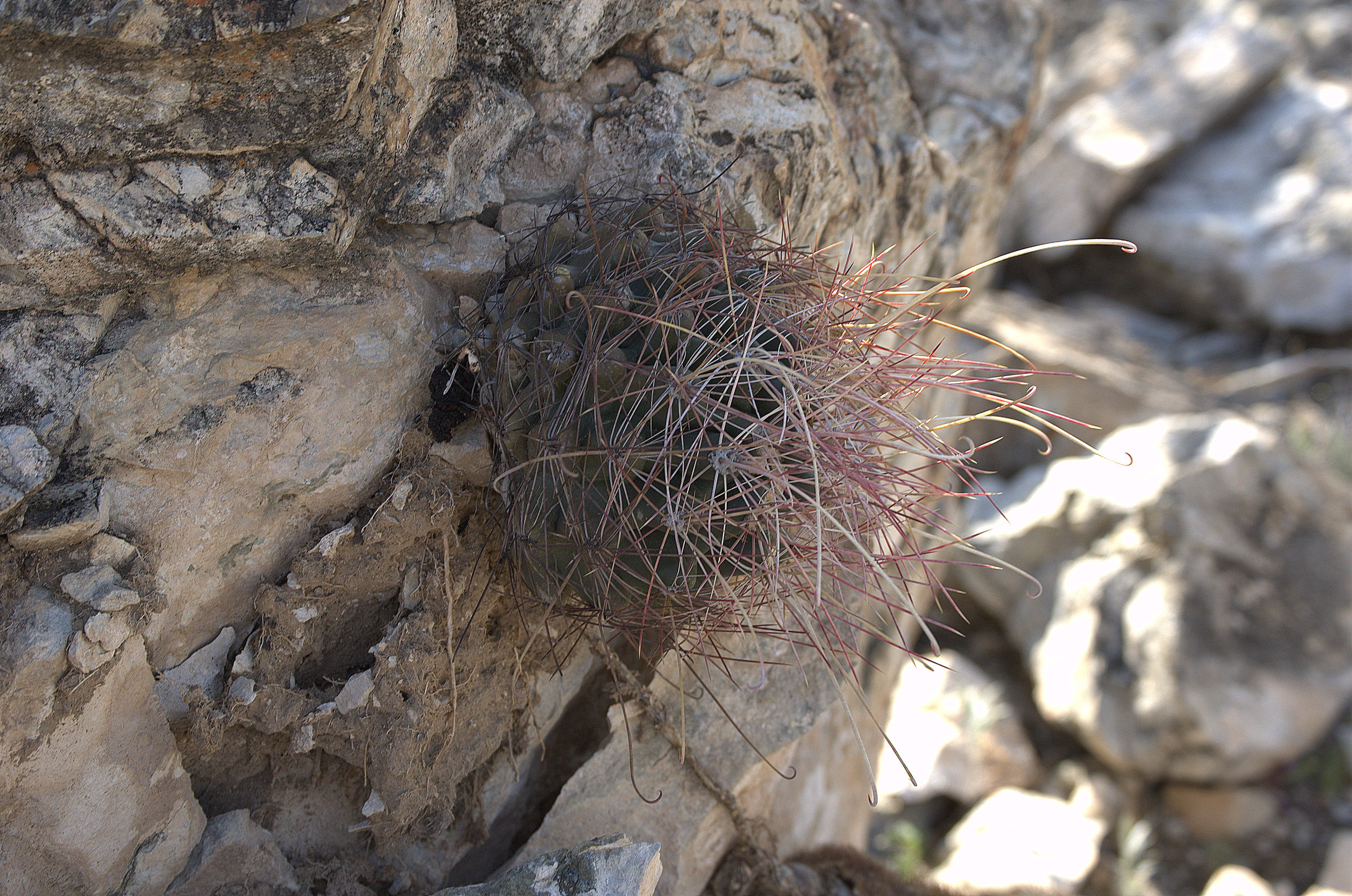 Ferocactus hamatacanthus, Giant Fishhook Cactus