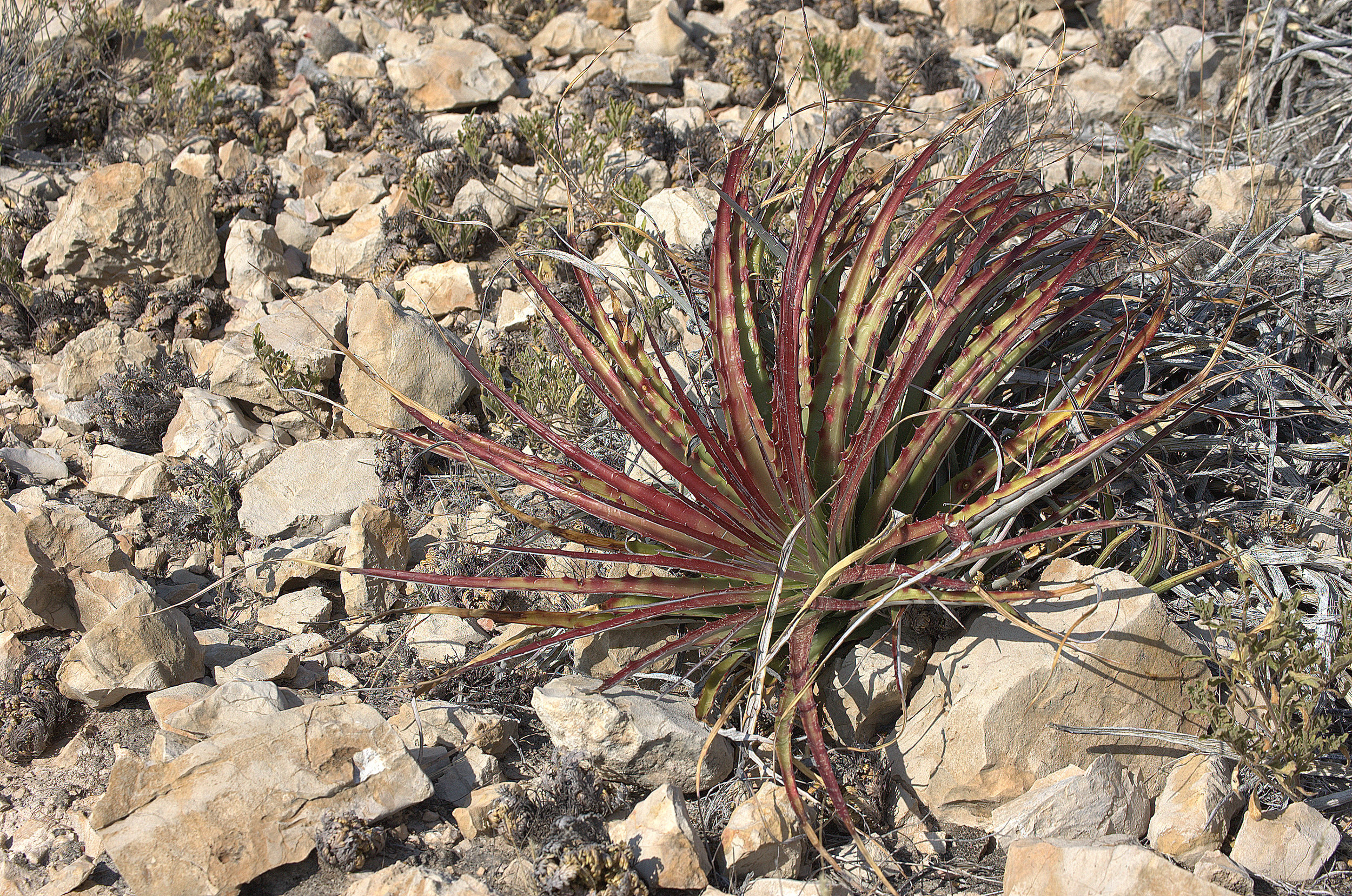 Hechtia texensis, Texas False Agave