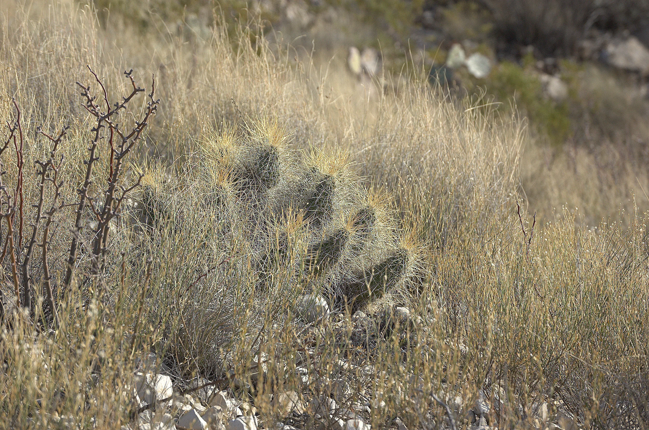 Echinocereus stramineus, Strawberry Hedgehog Cactus