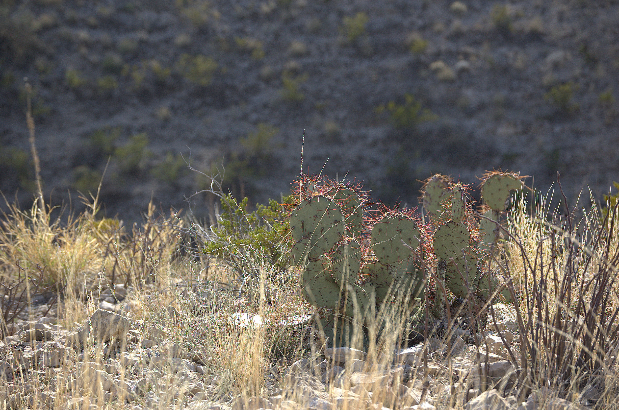 Opuntia spinosibacca, Spinyfruit Prickly Pear