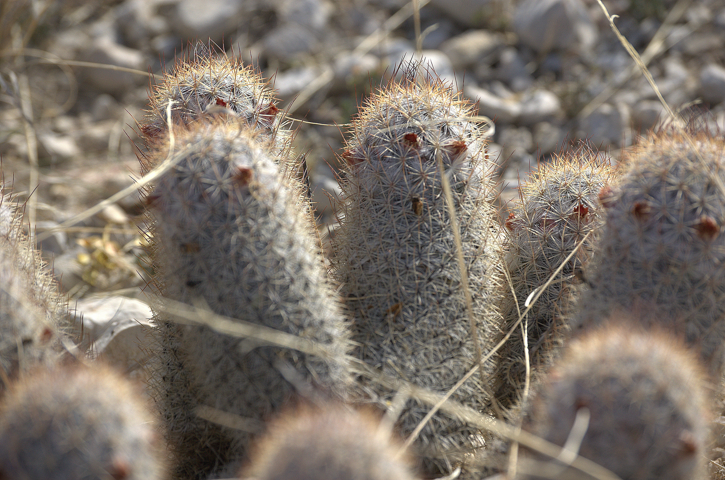 Mammillaria pottsii, Rat-tail Nipple Cactus